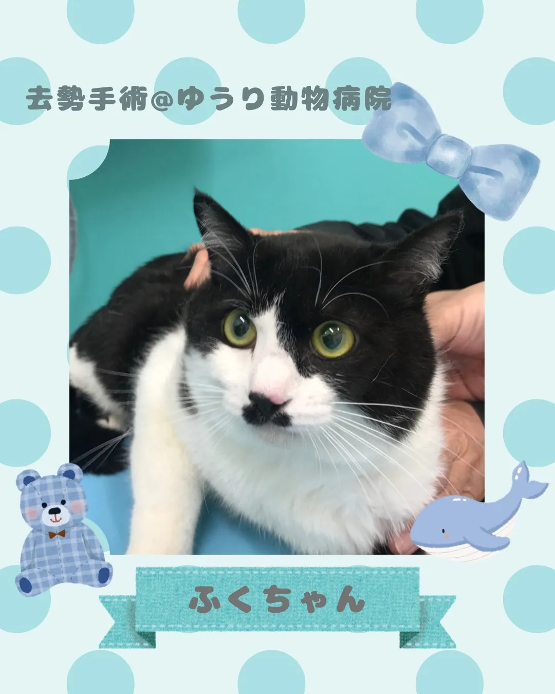 【去勢手術　猫ちゃん】