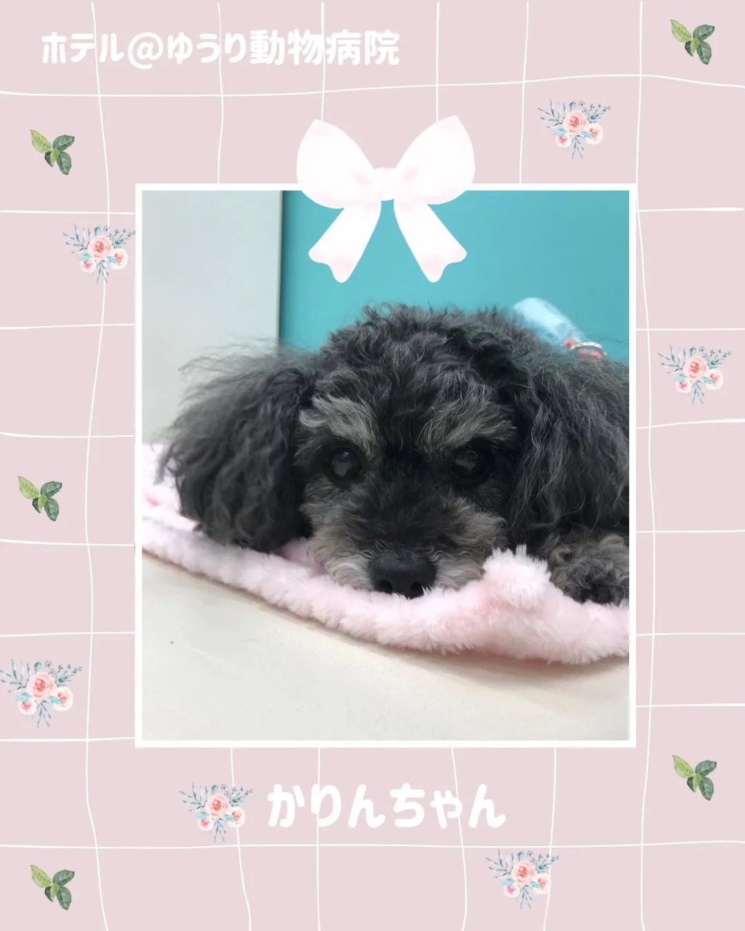 【ペットホテル　犬ちゃん】