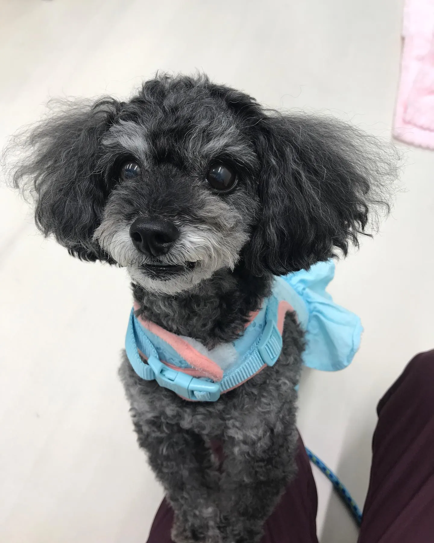 【ペットホテル　犬ちゃん】