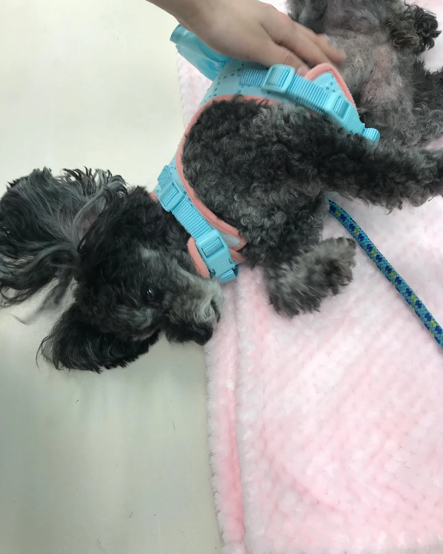 【ペットホテル　犬ちゃん】