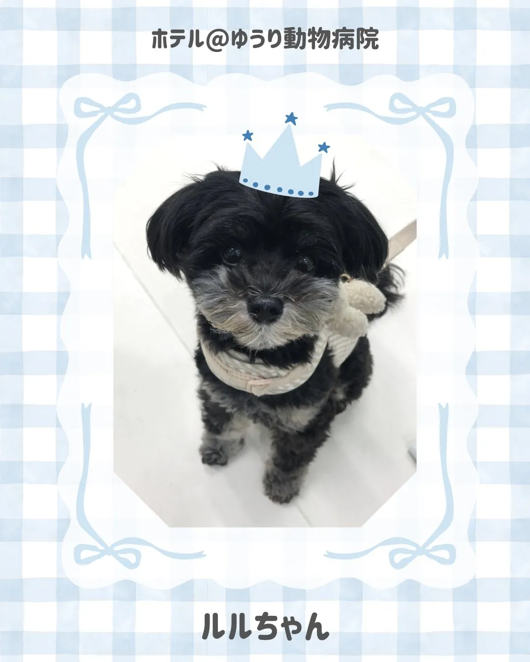 【ペットホテル 犬ちゃん】