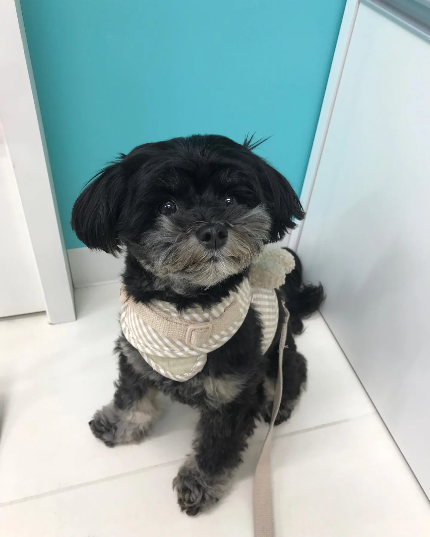 【ペットホテル 犬ちゃん】