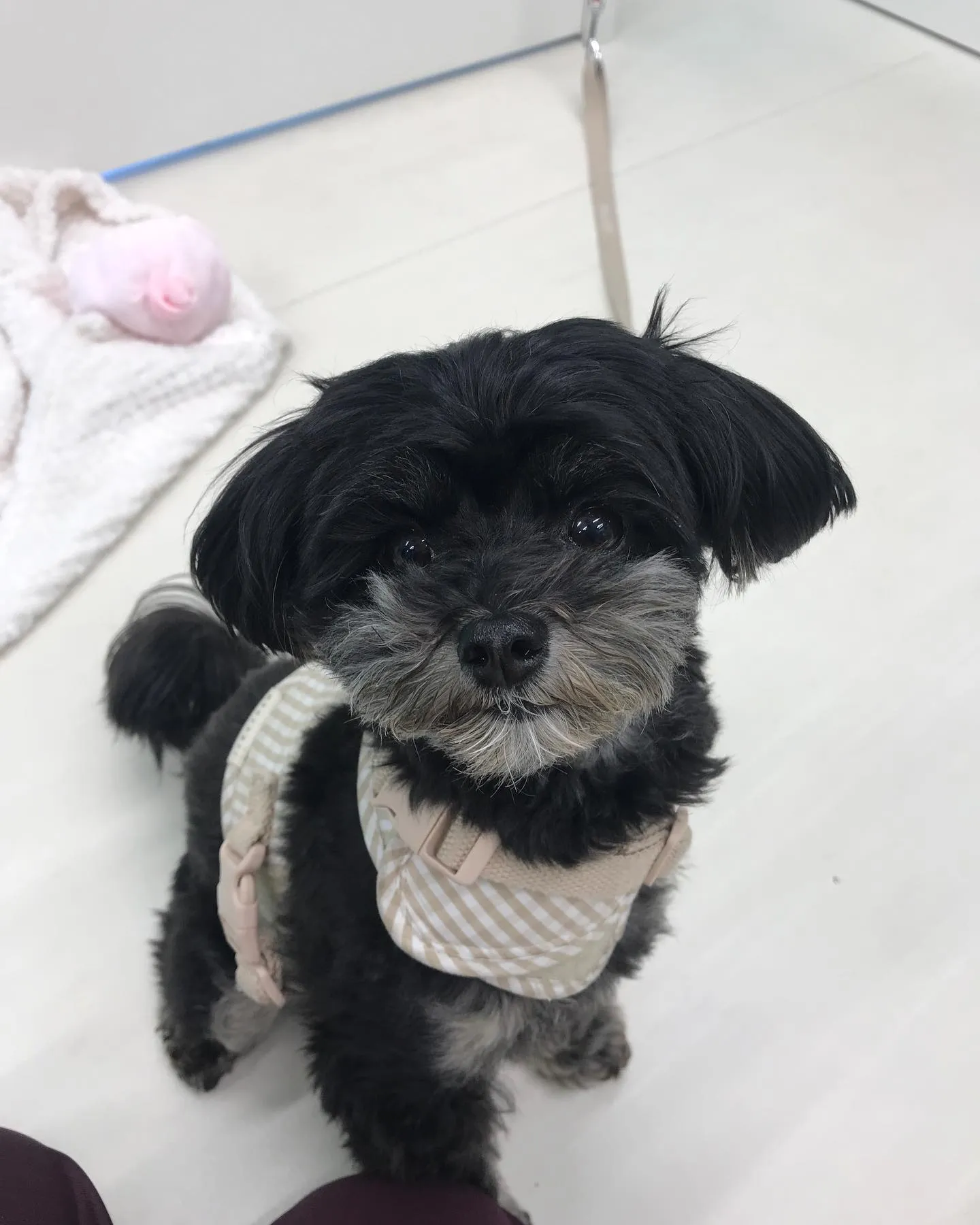 【ペットホテル 犬ちゃん】