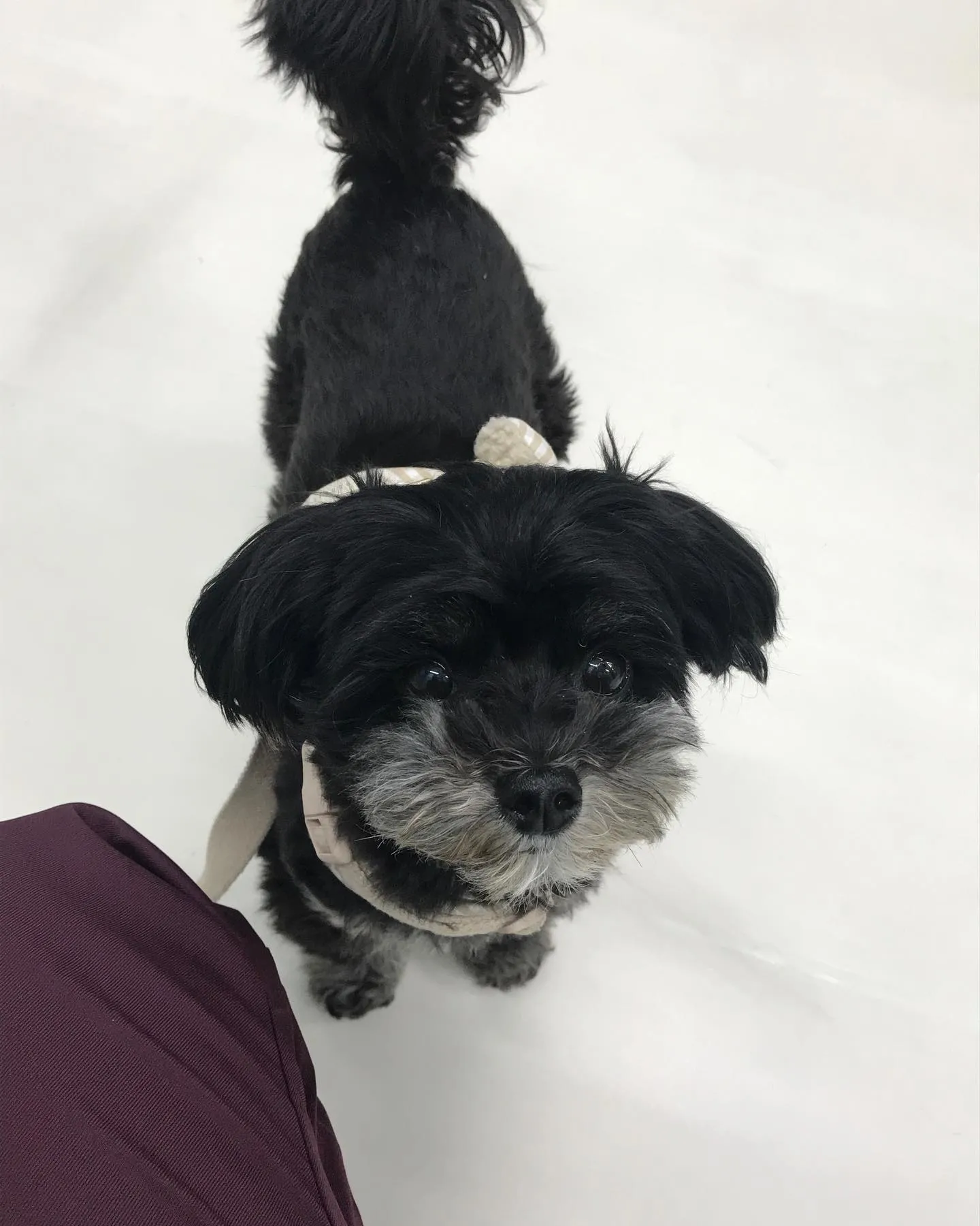 【ペットホテル 犬ちゃん】