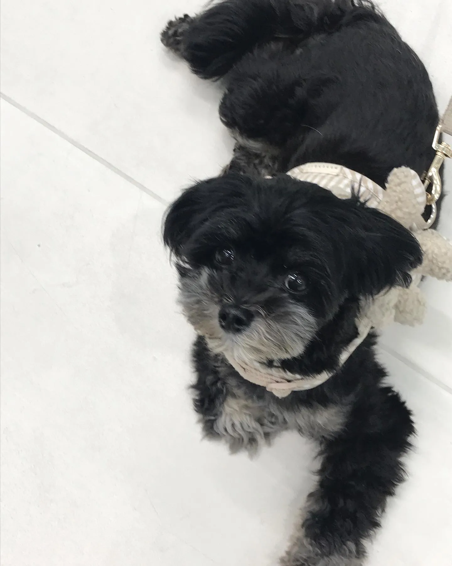 【ペットホテル 犬ちゃん】