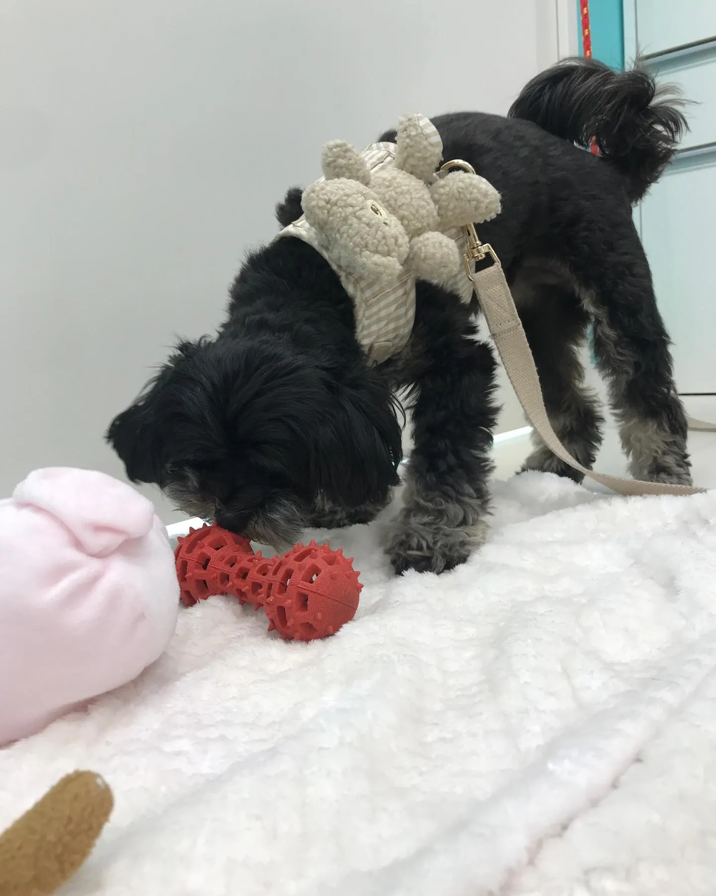 【ペットホテル 犬ちゃん】