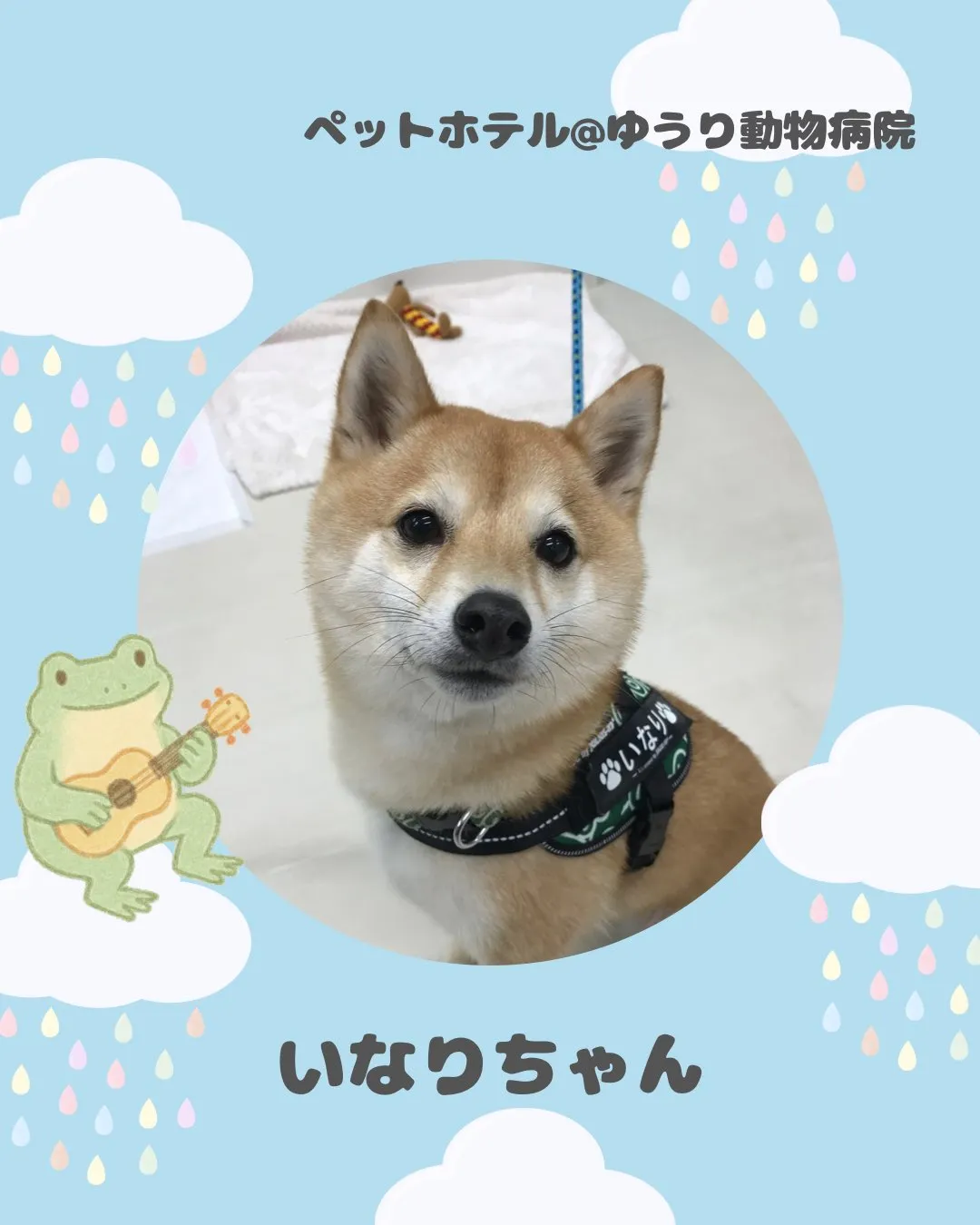 【ペットホテル　犬ちゃん】