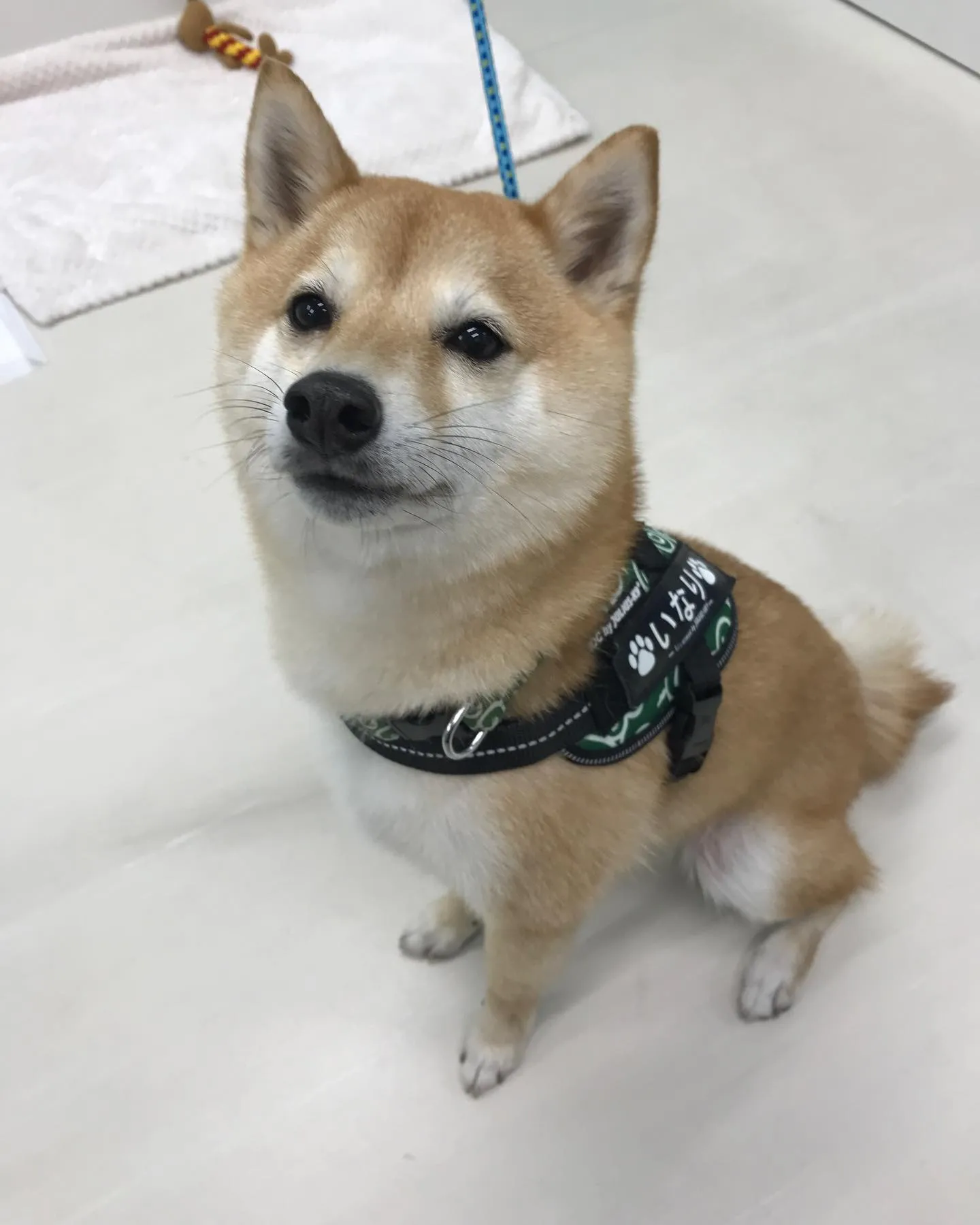 【ペットホテル　犬ちゃん】