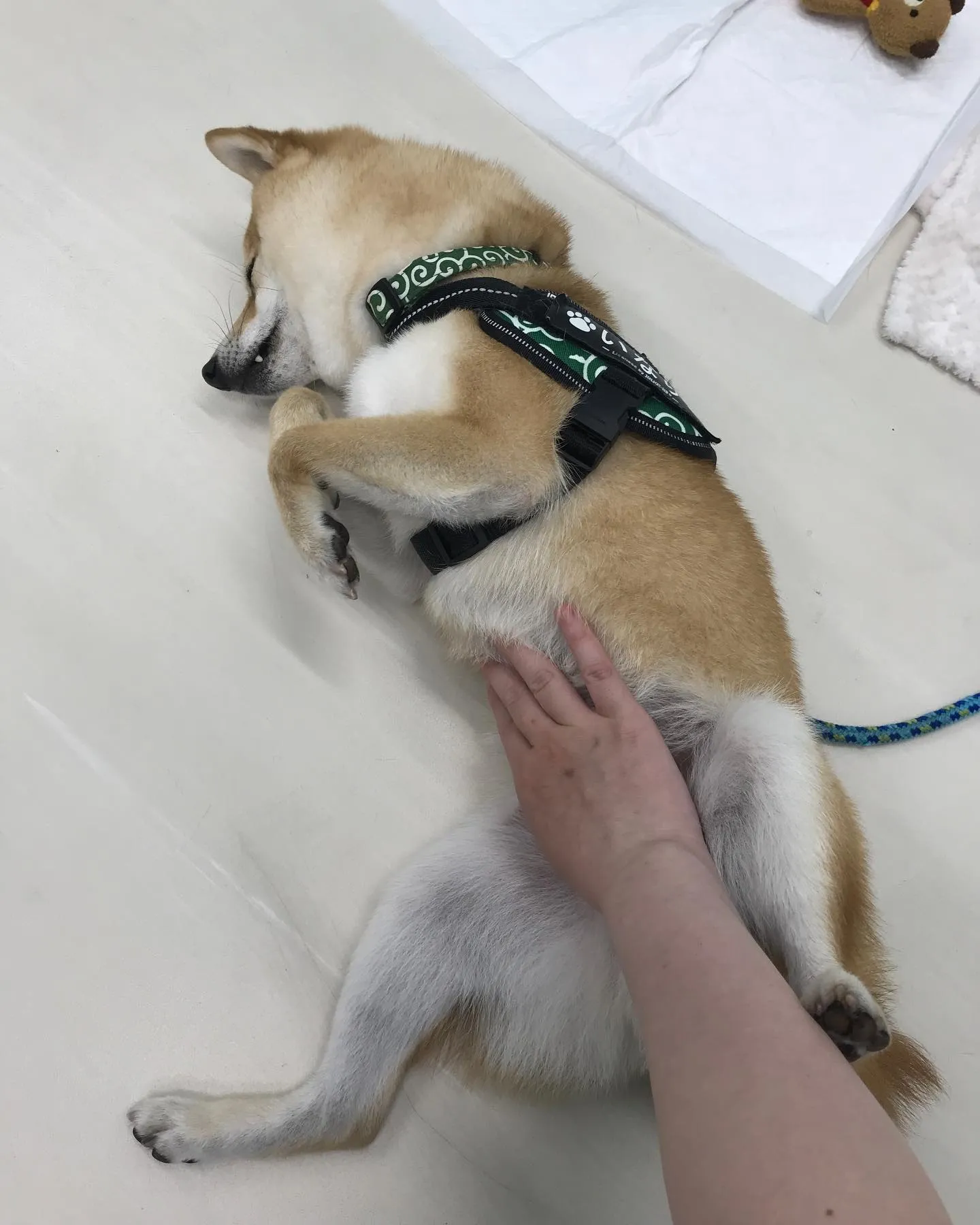 【ペットホテル　犬ちゃん】