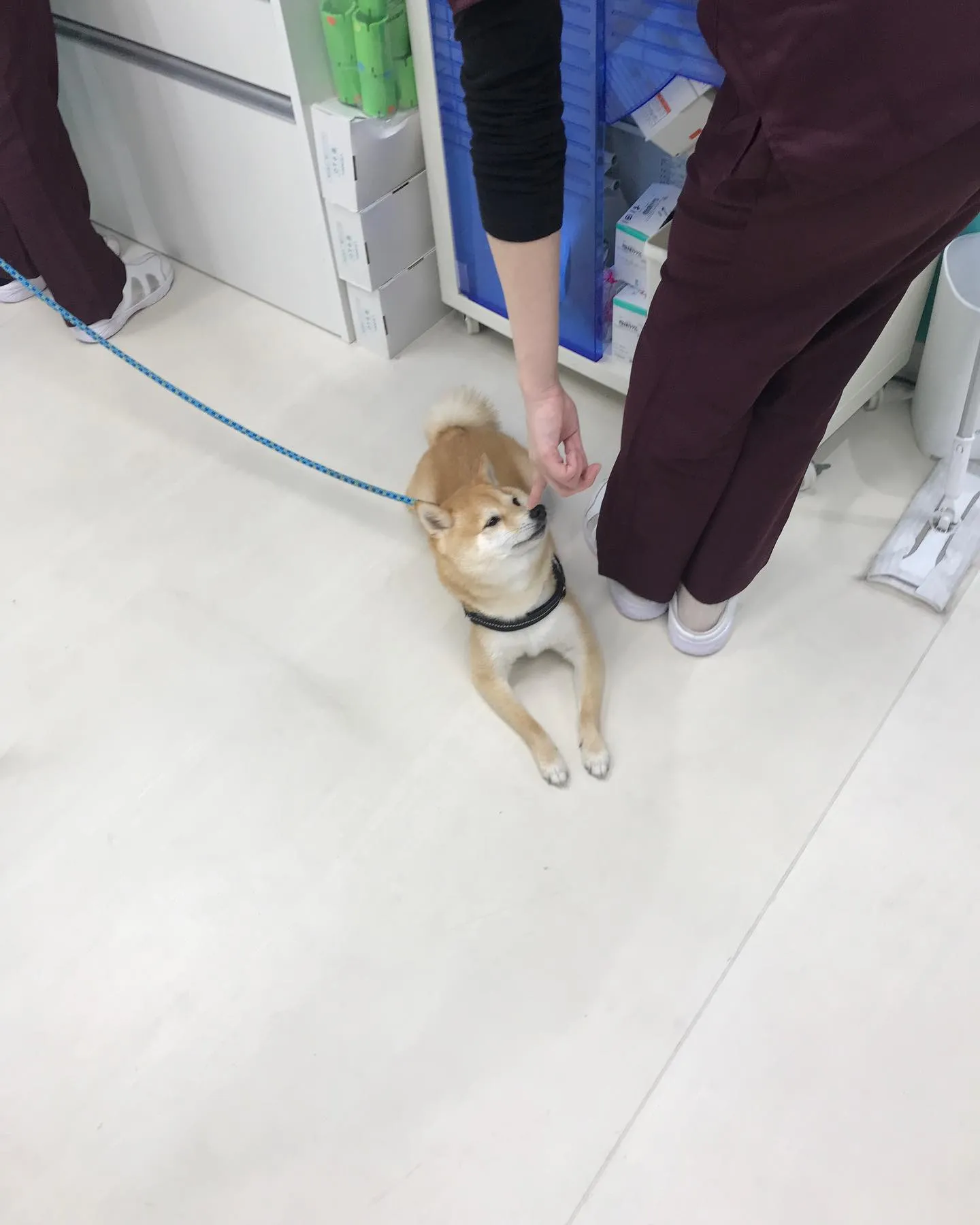 【ペットホテル　犬ちゃん】