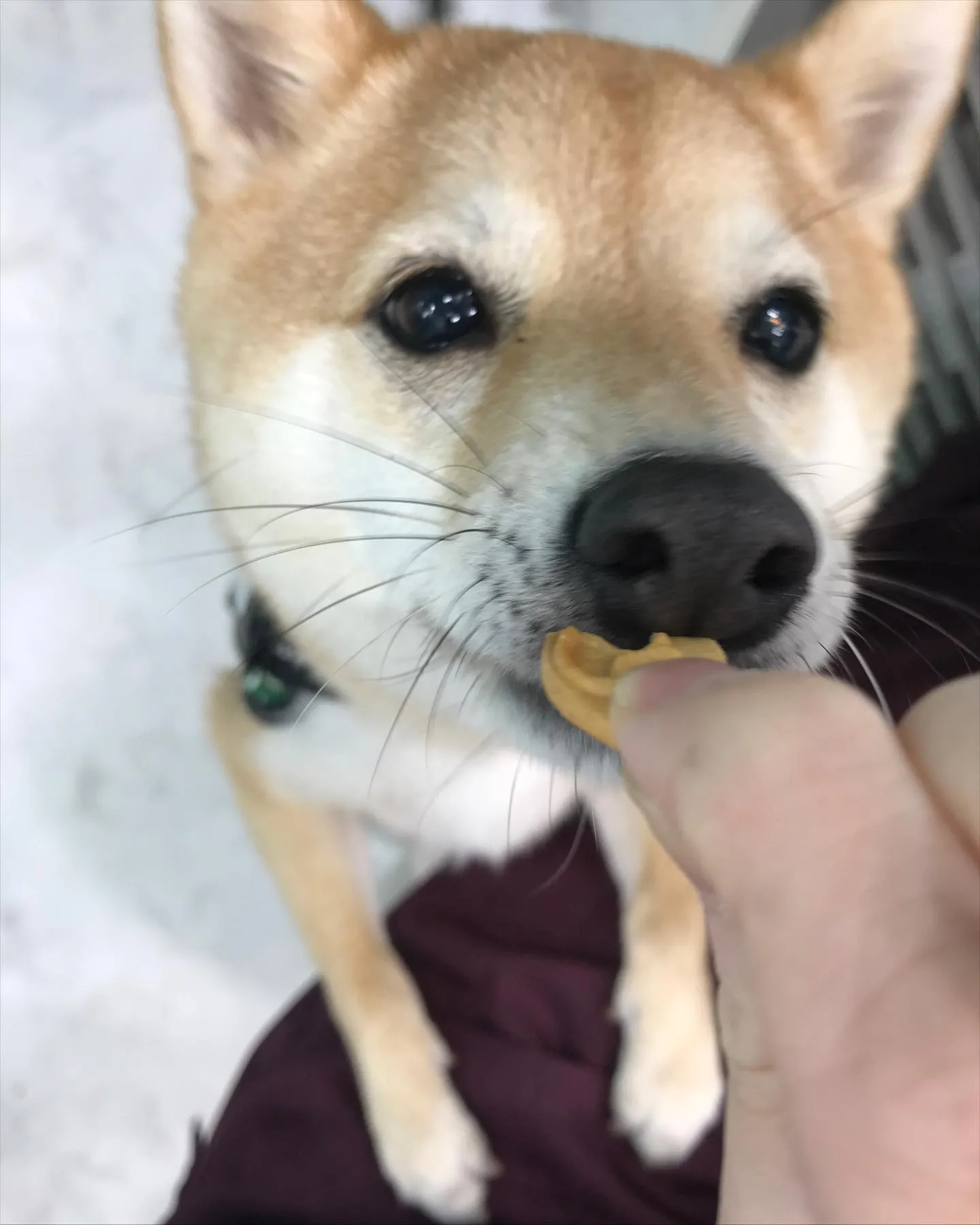 【ペットホテル　犬ちゃん】