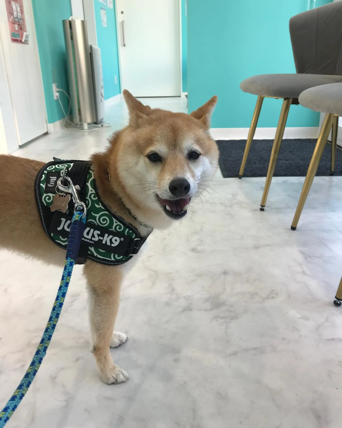 【ペットホテル　犬ちゃん】