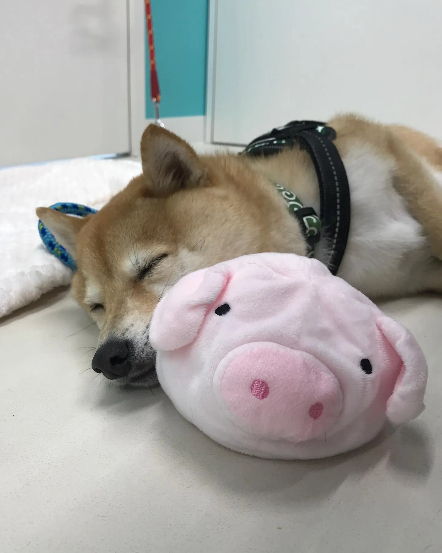 【ペットホテル　犬ちゃん】