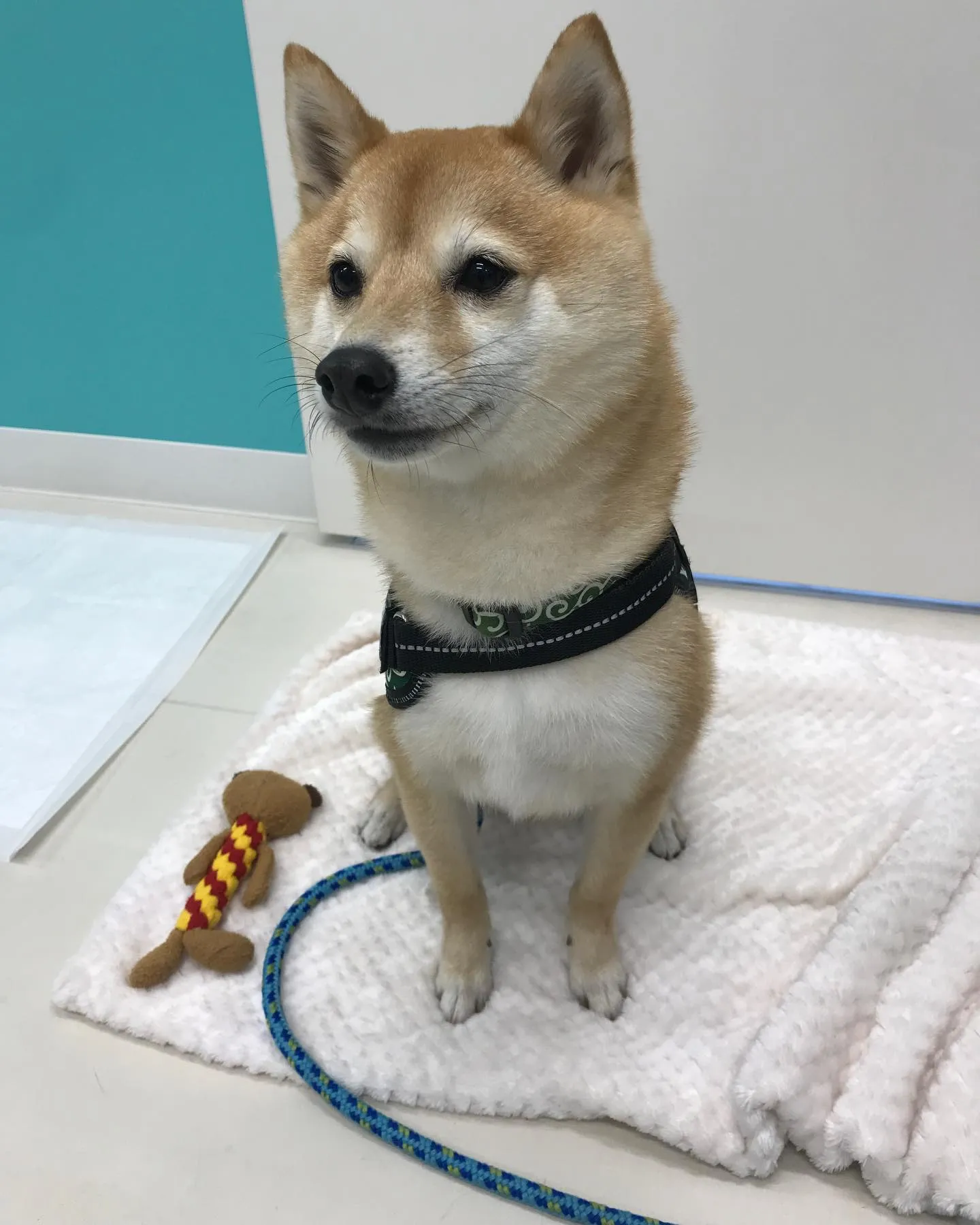 【ペットホテル　犬ちゃん】