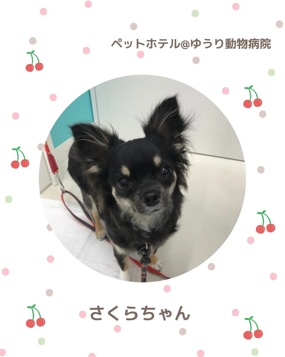 【ペットホテル 犬ちゃん】
