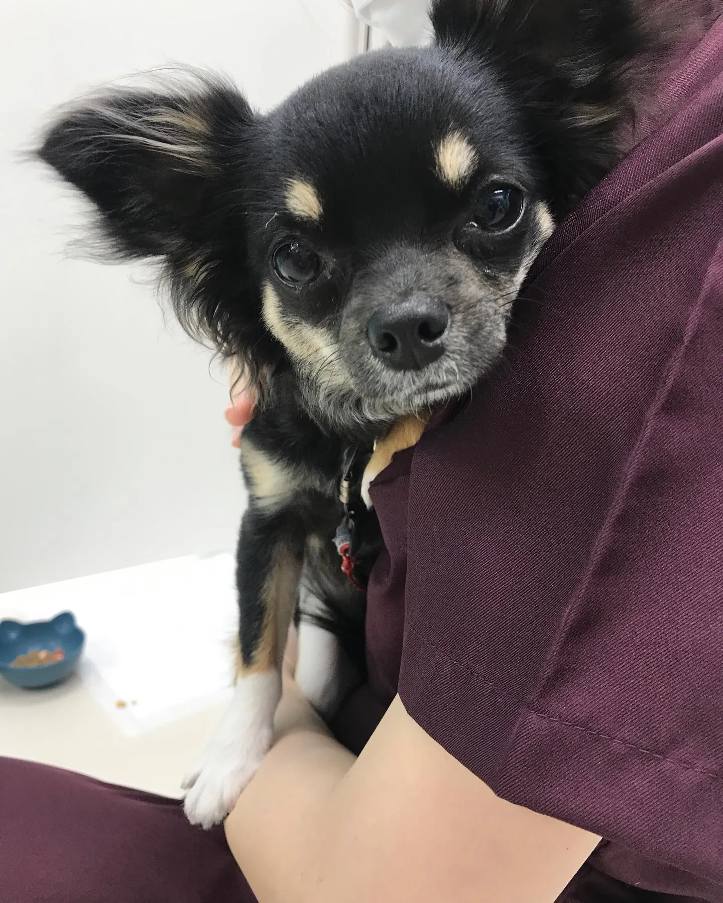 【ペットホテル 犬ちゃん】