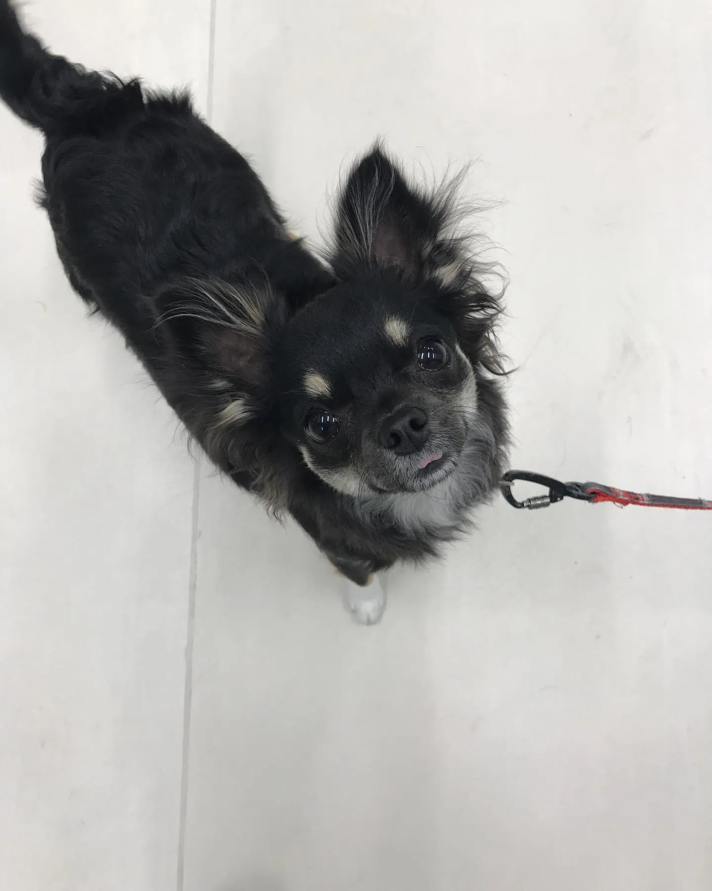 【ペットホテル 犬ちゃん】