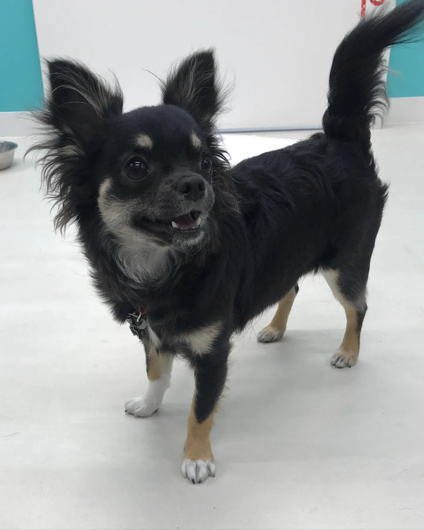 【ペットホテル 犬ちゃん】