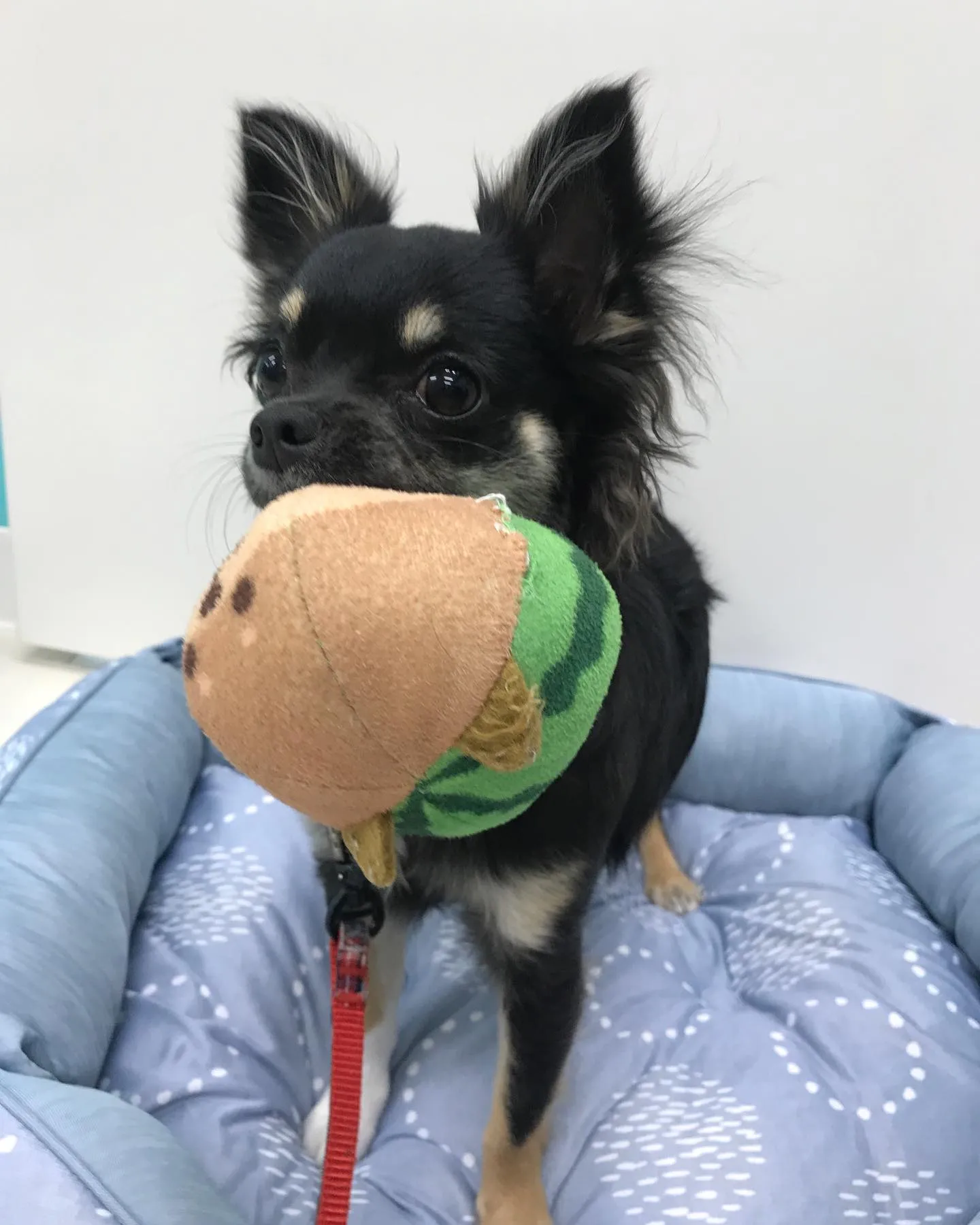 【ペットホテル 犬ちゃん】