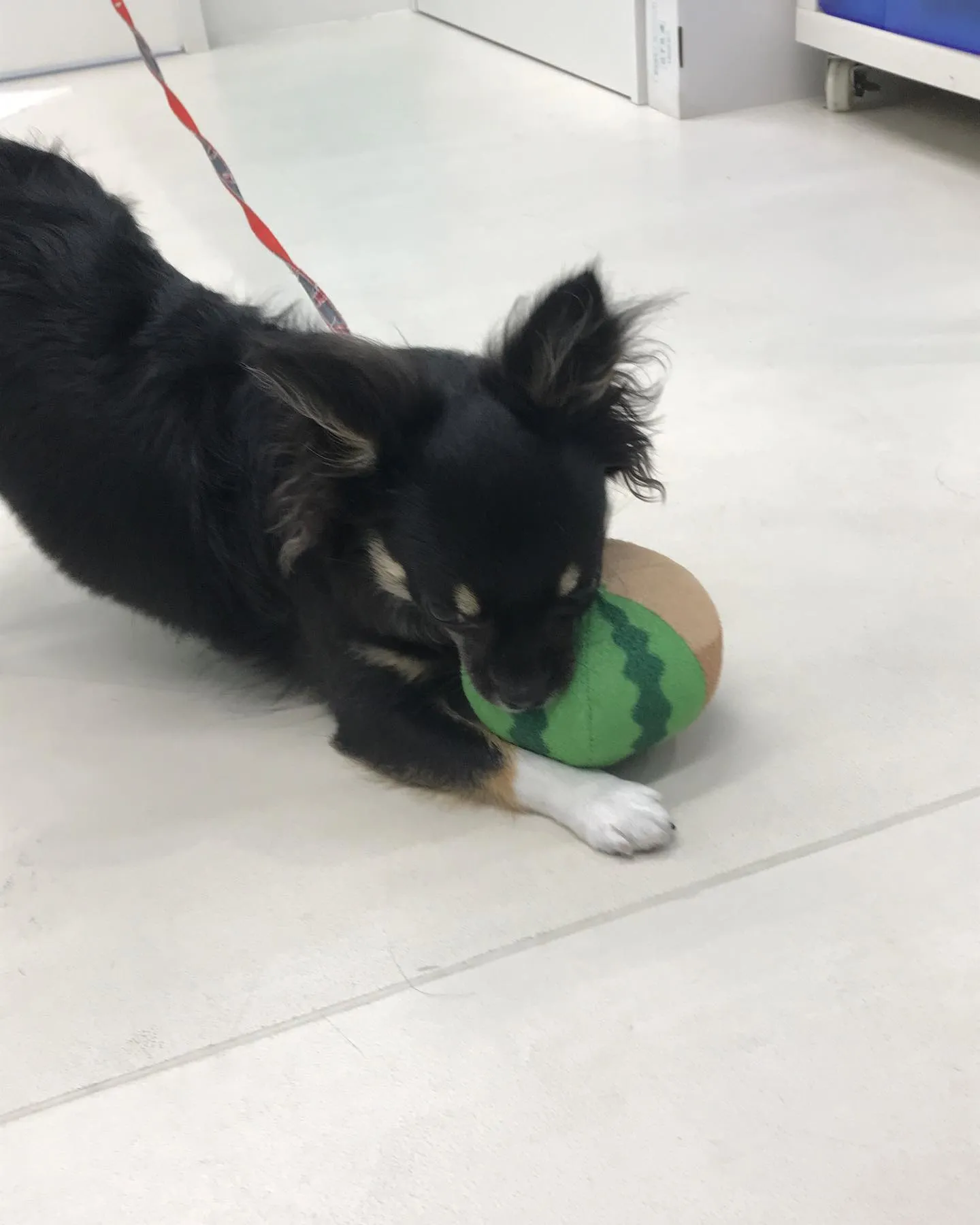 【ペットホテル 犬ちゃん】