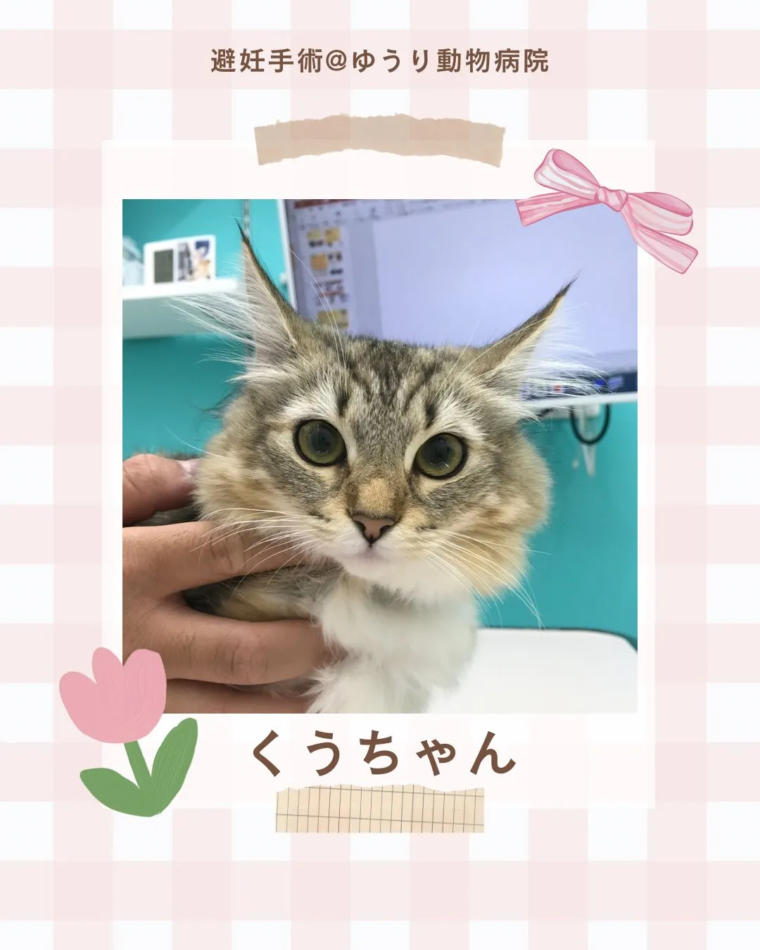 【避妊手術　猫ちゃん】