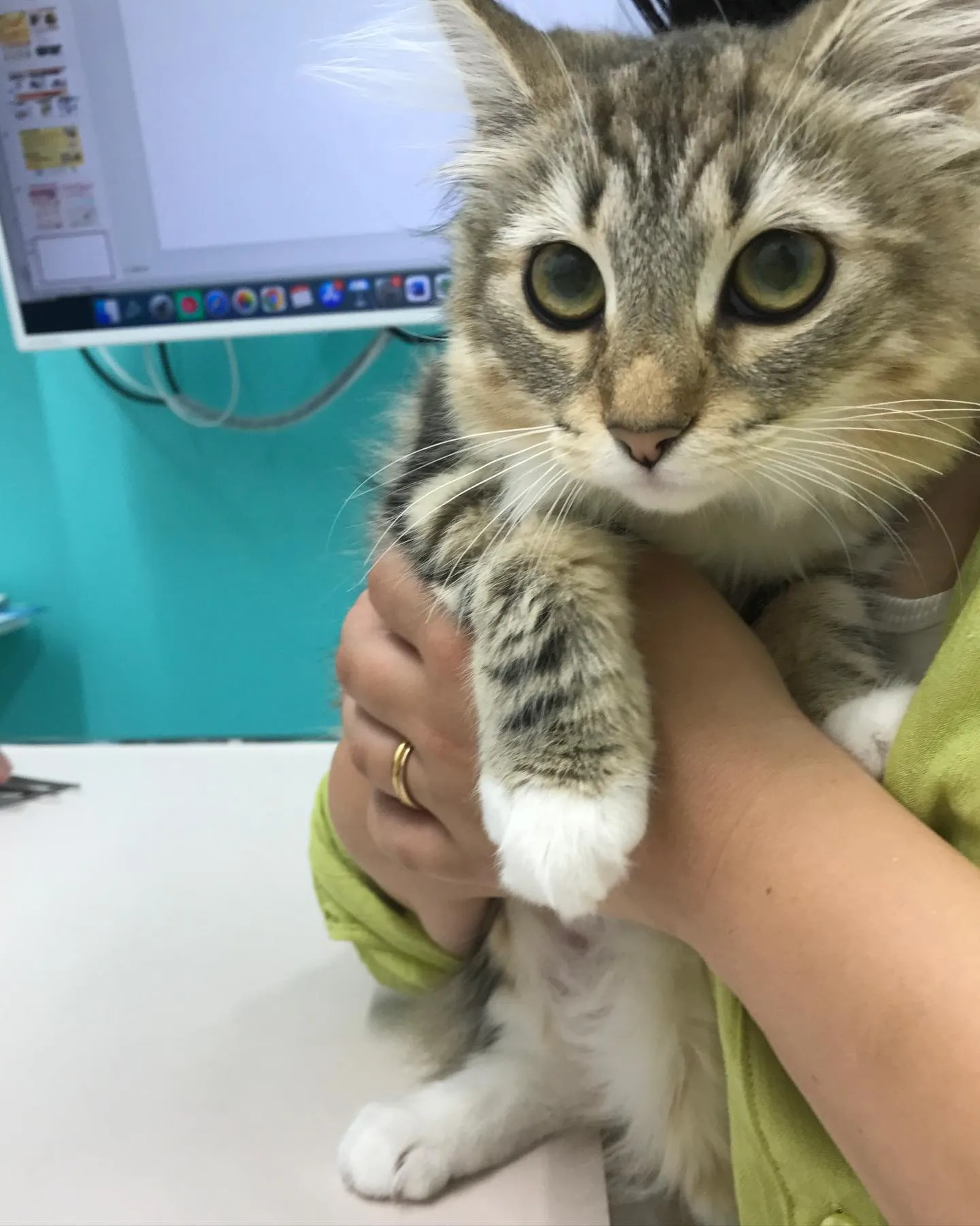 【避妊手術　猫ちゃん】