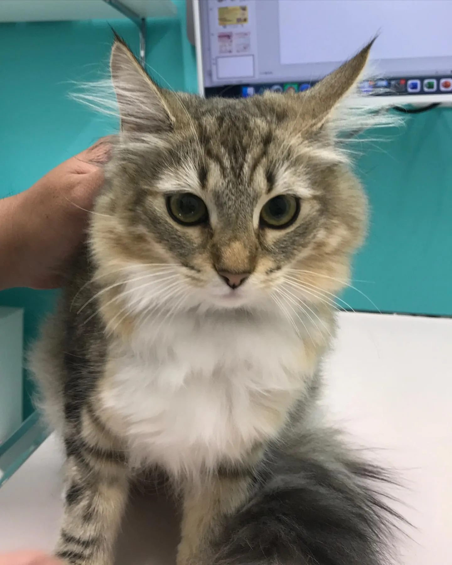 【避妊手術　猫ちゃん】