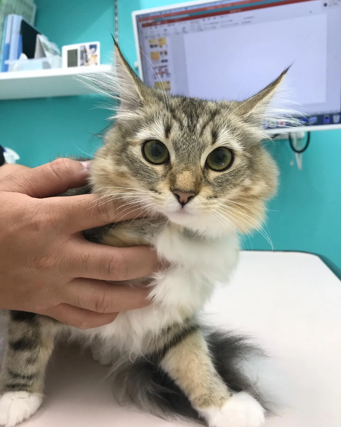 【避妊手術　猫ちゃん】