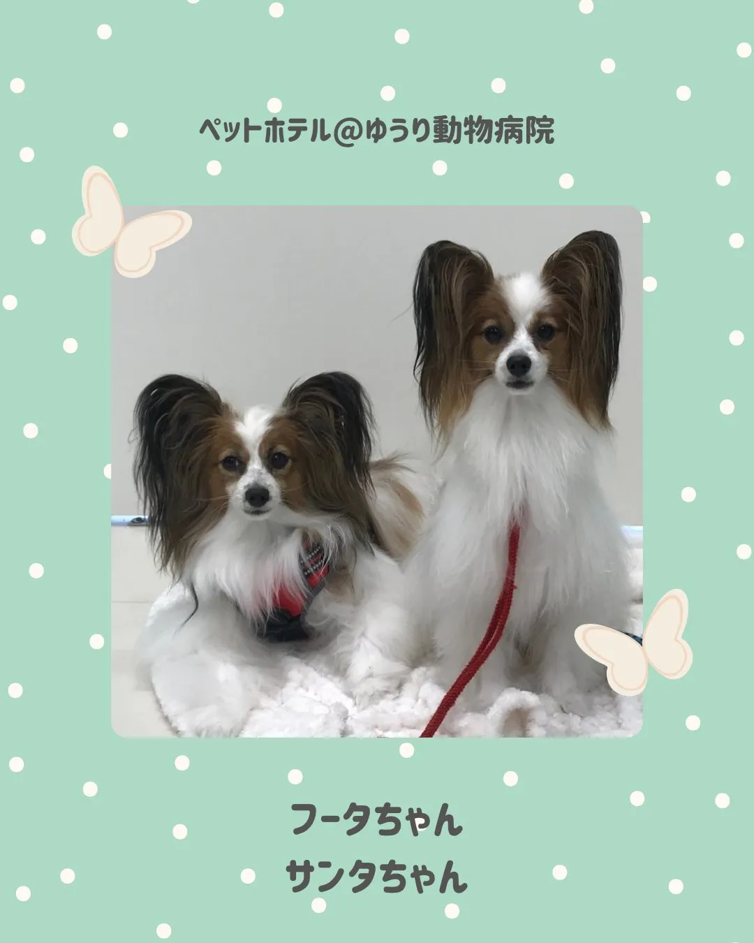 【ペットホテル　犬ちゃん】