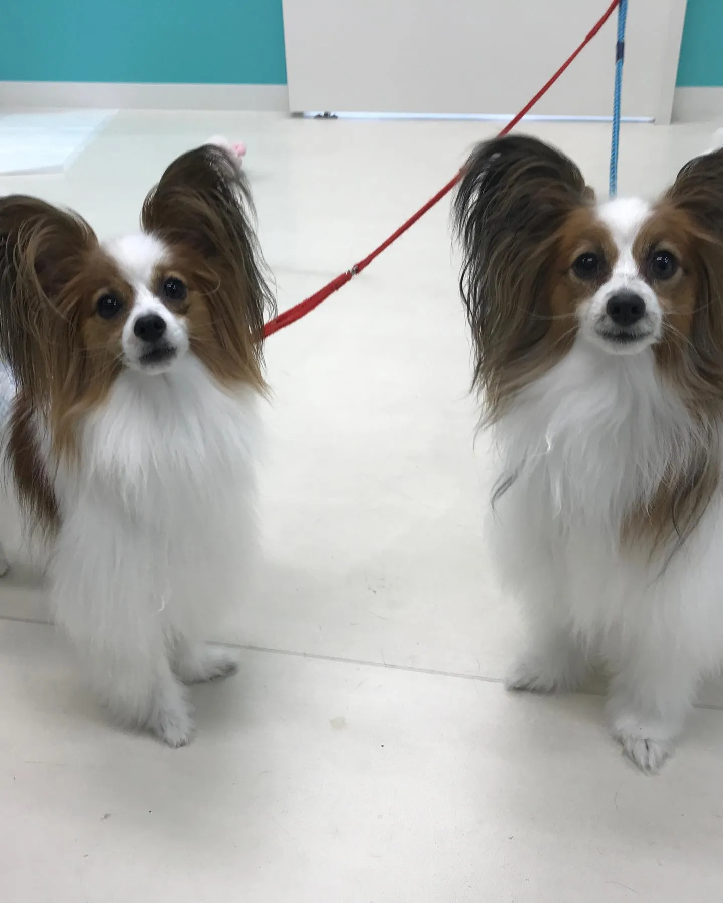 【ペットホテル　犬ちゃん】