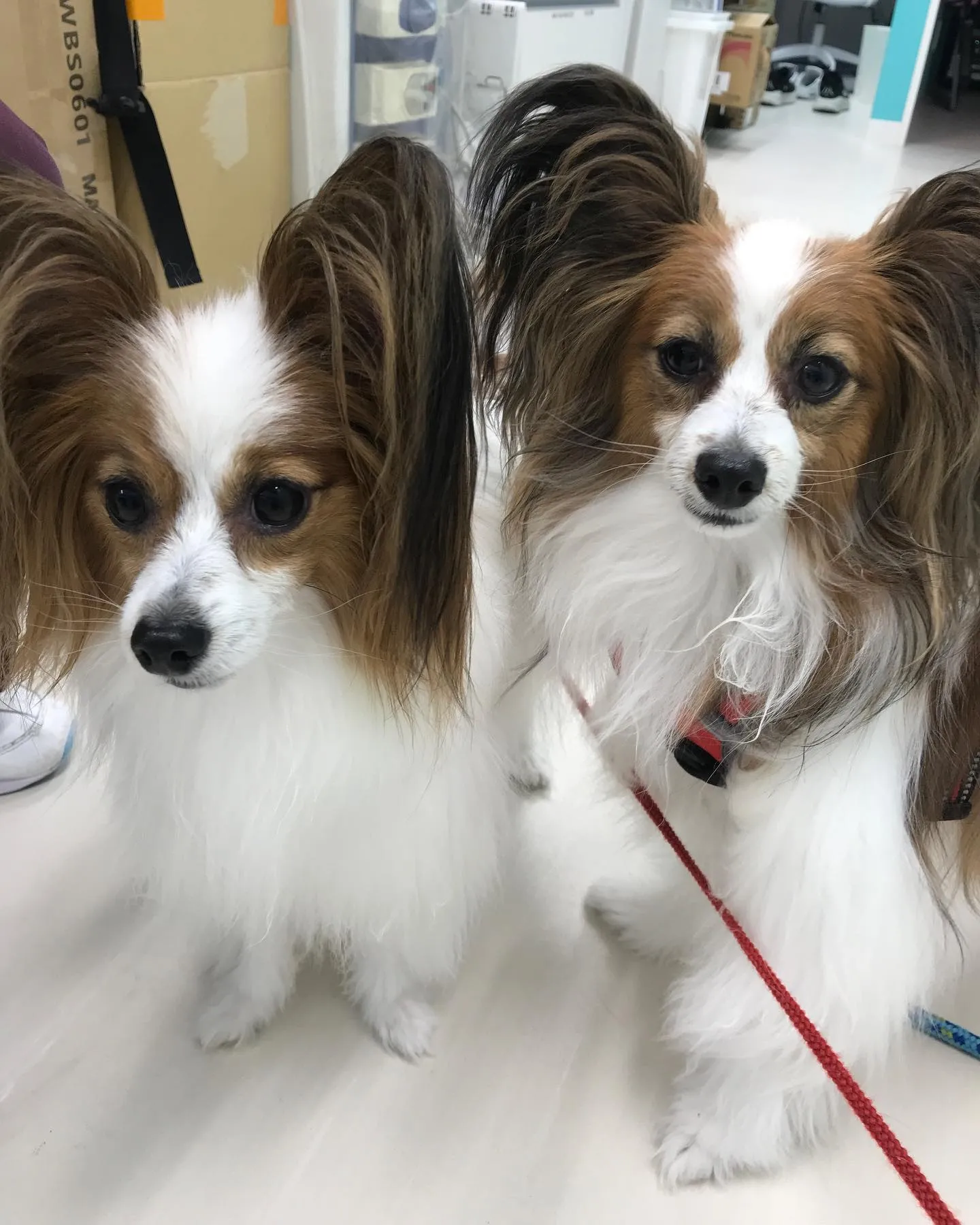 【ペットホテル　犬ちゃん】