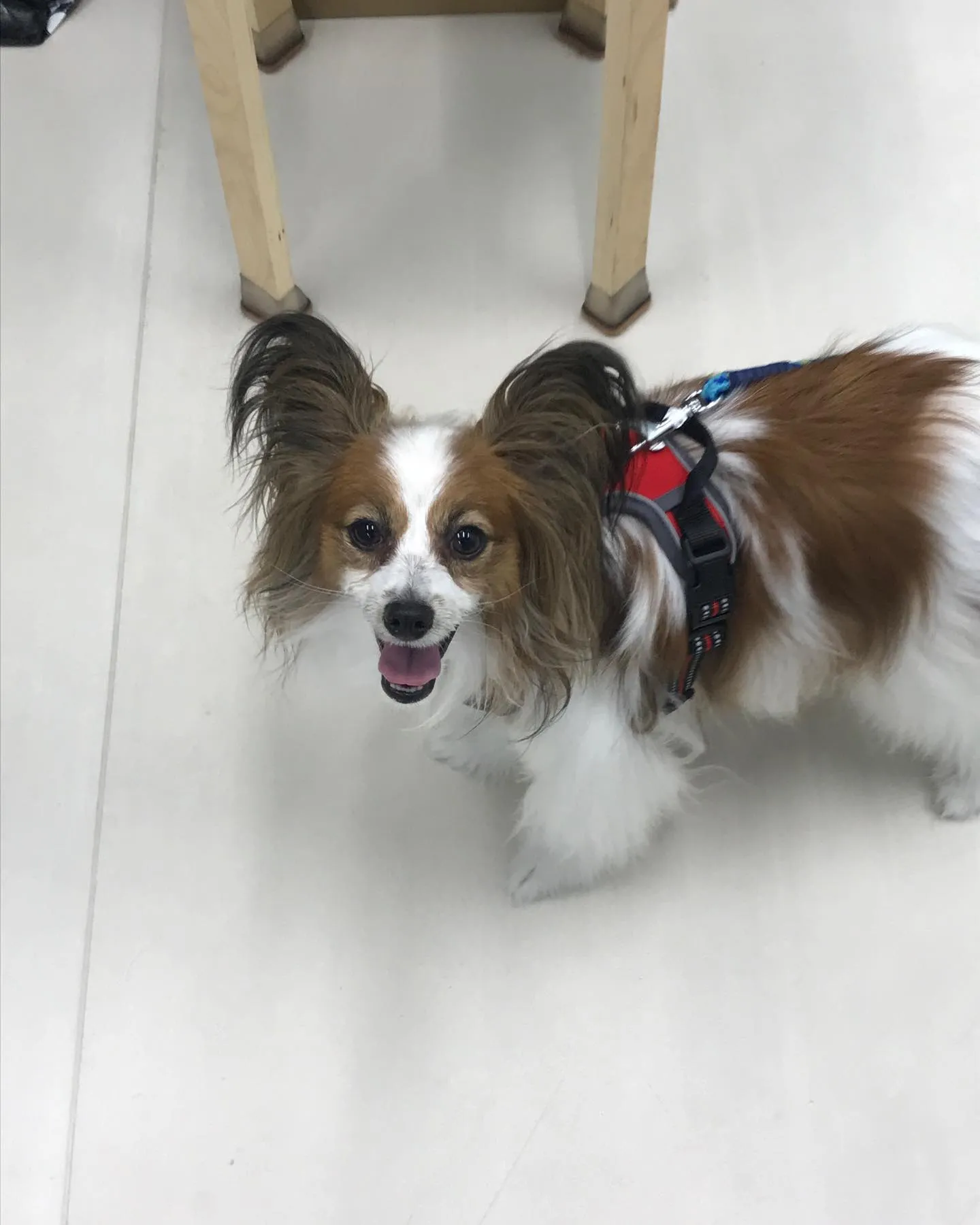 【ペットホテル　犬ちゃん】