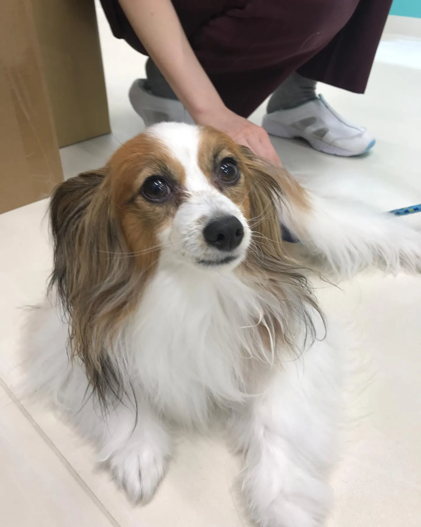 【ペットホテル　犬ちゃん】