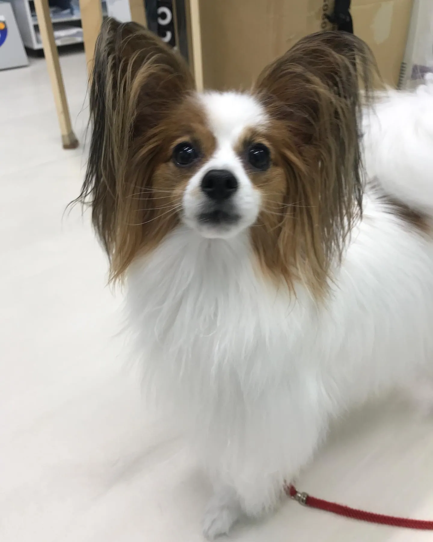 【ペットホテル　犬ちゃん】