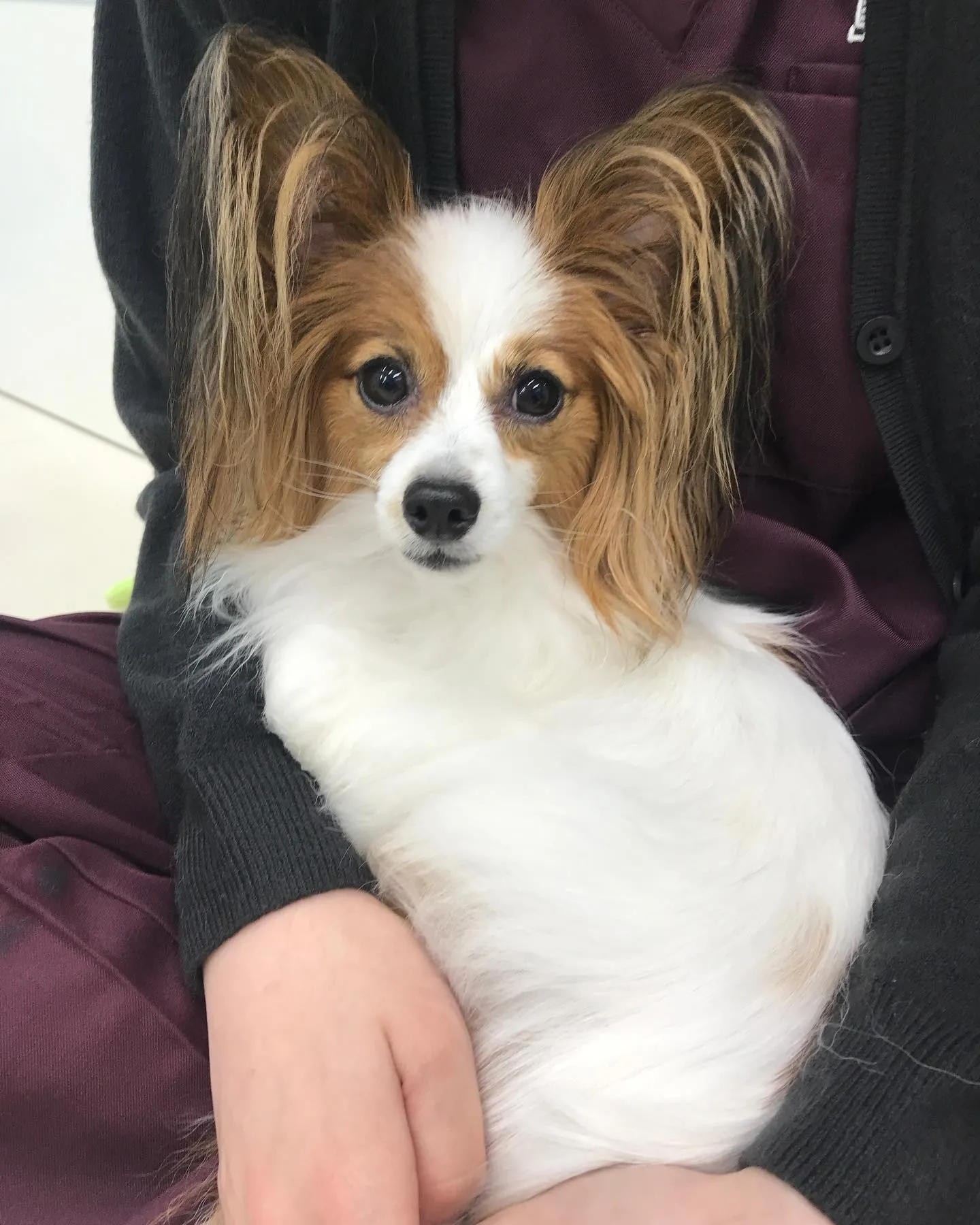 【ペットホテル　犬ちゃん】