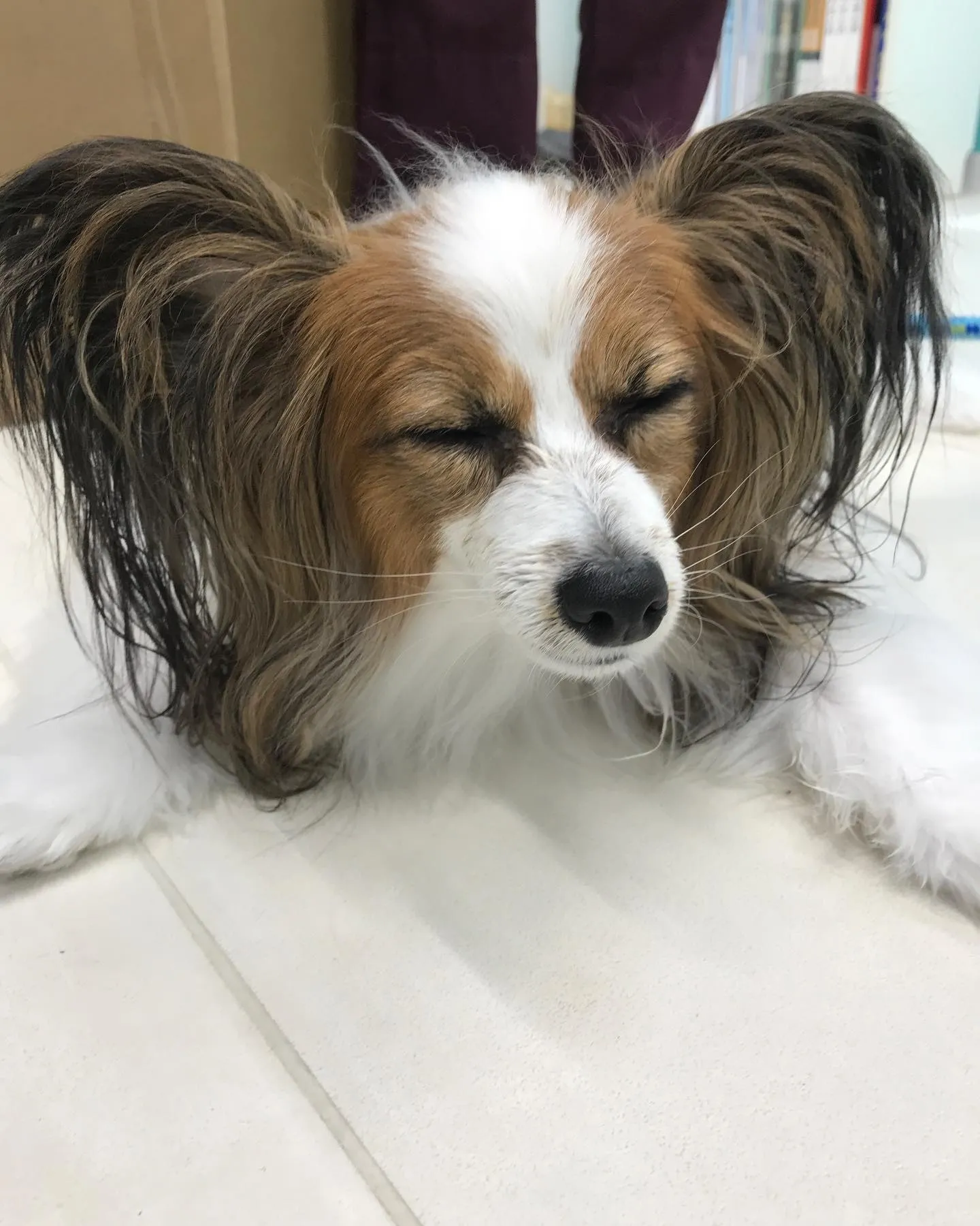 【ペットホテル　犬ちゃん】