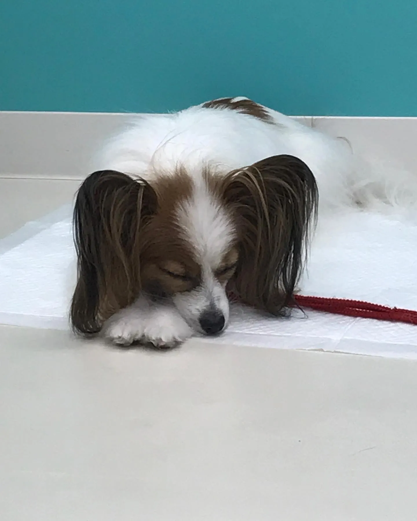 【ペットホテル　犬ちゃん】