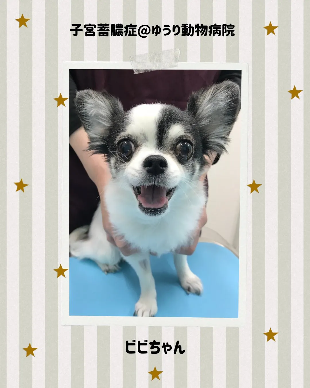 【子宮蓄膿症手術　犬ちゃん】