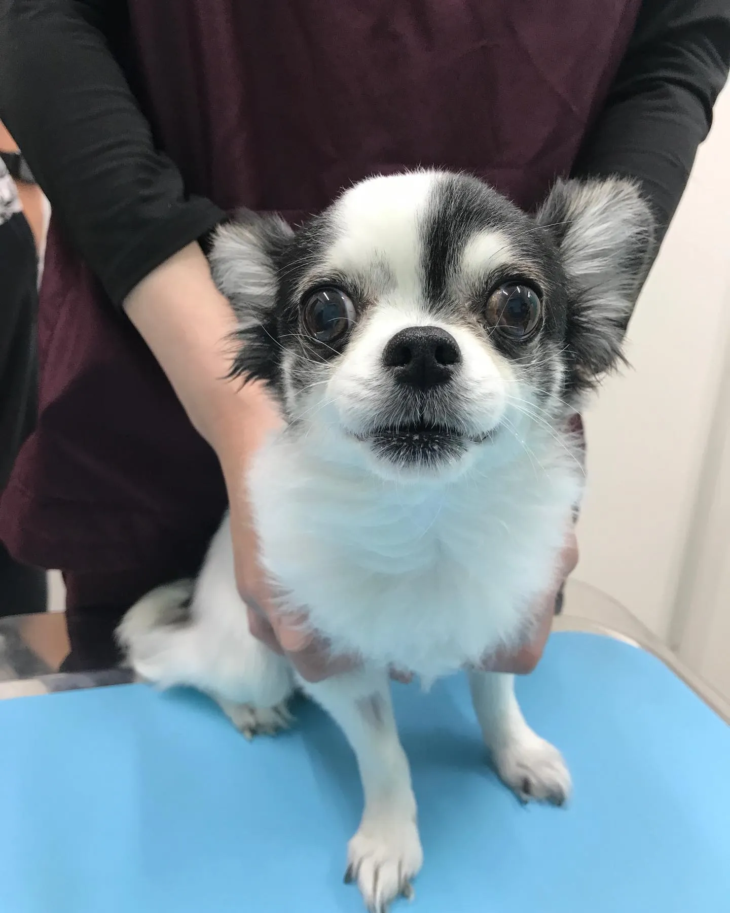 【子宮蓄膿症手術 犬ちゃん】