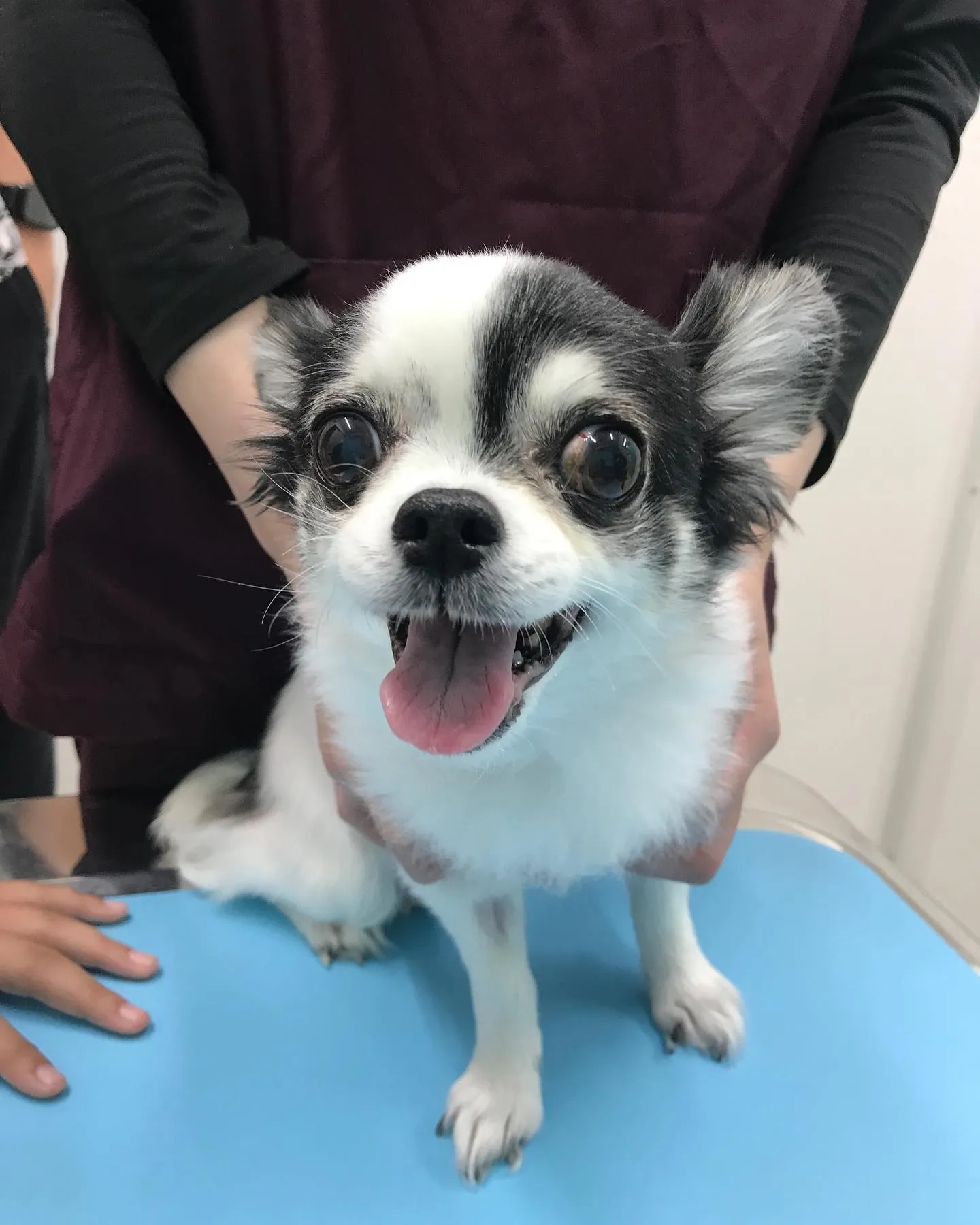 【子宮蓄膿症手術 犬ちゃん】