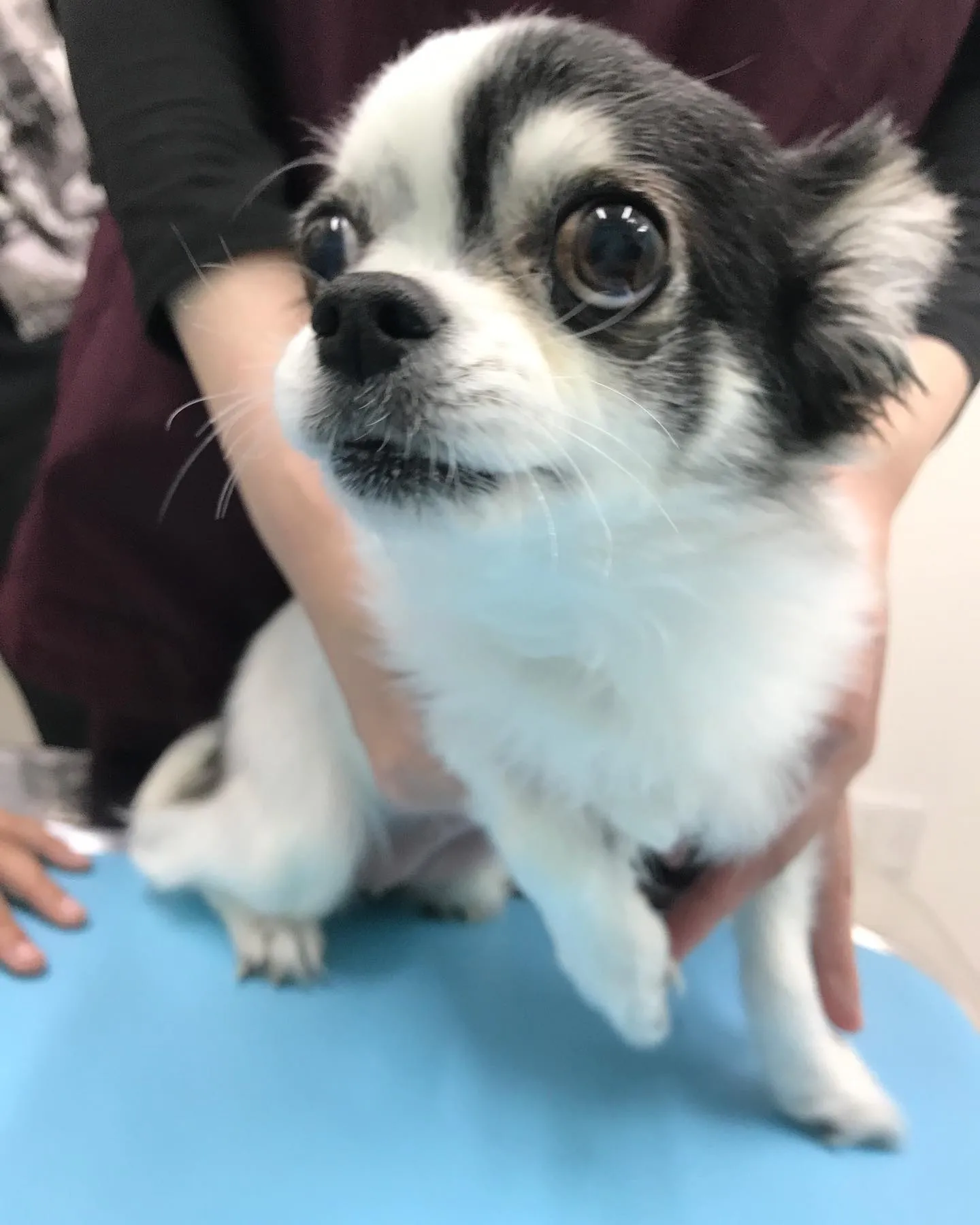 【子宮蓄膿症手術 犬ちゃん】