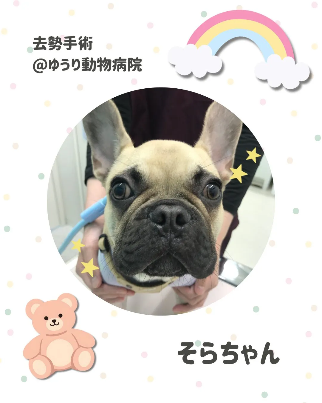 【去勢手術 犬ちゃん】