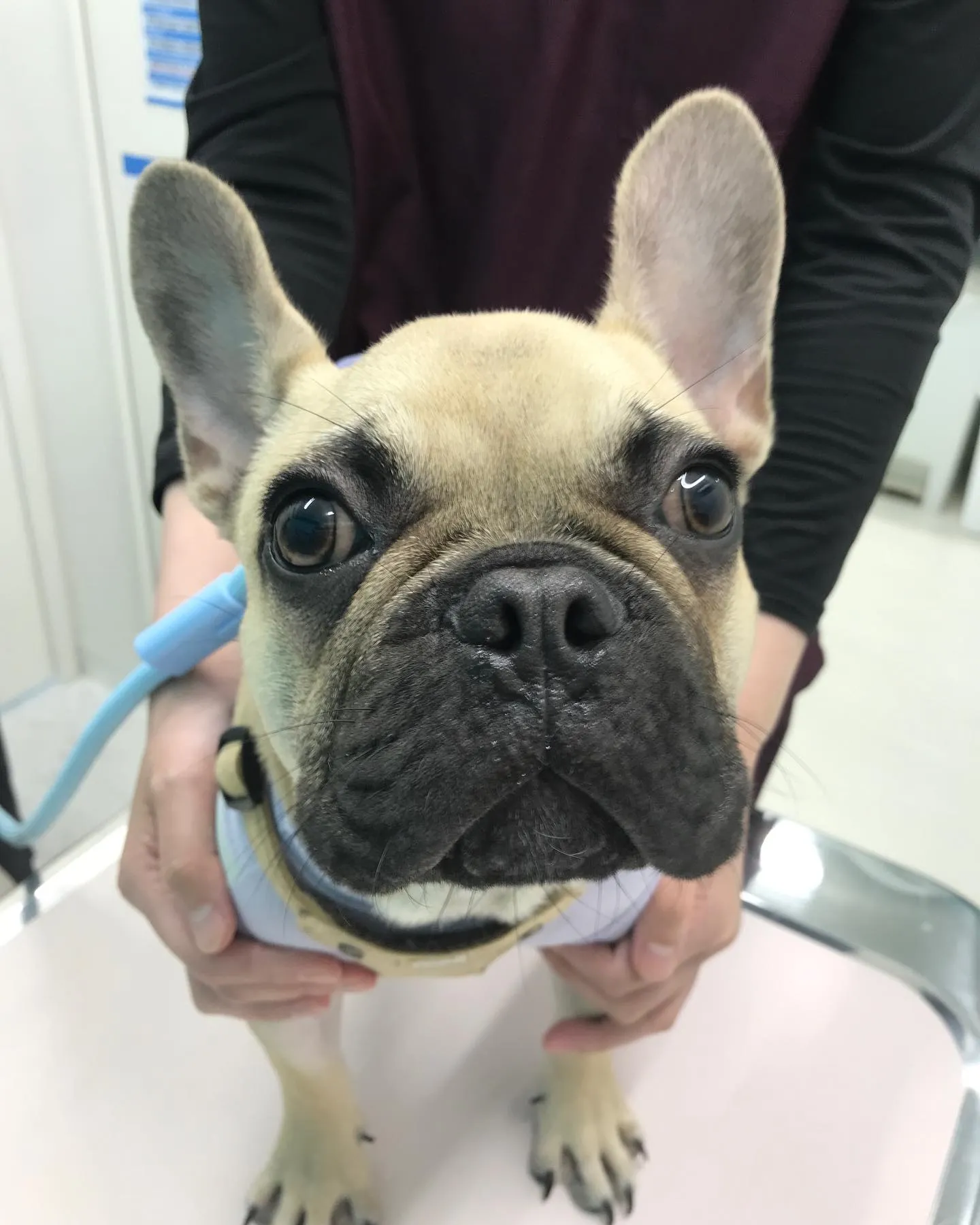 【去勢手術 犬ちゃん】