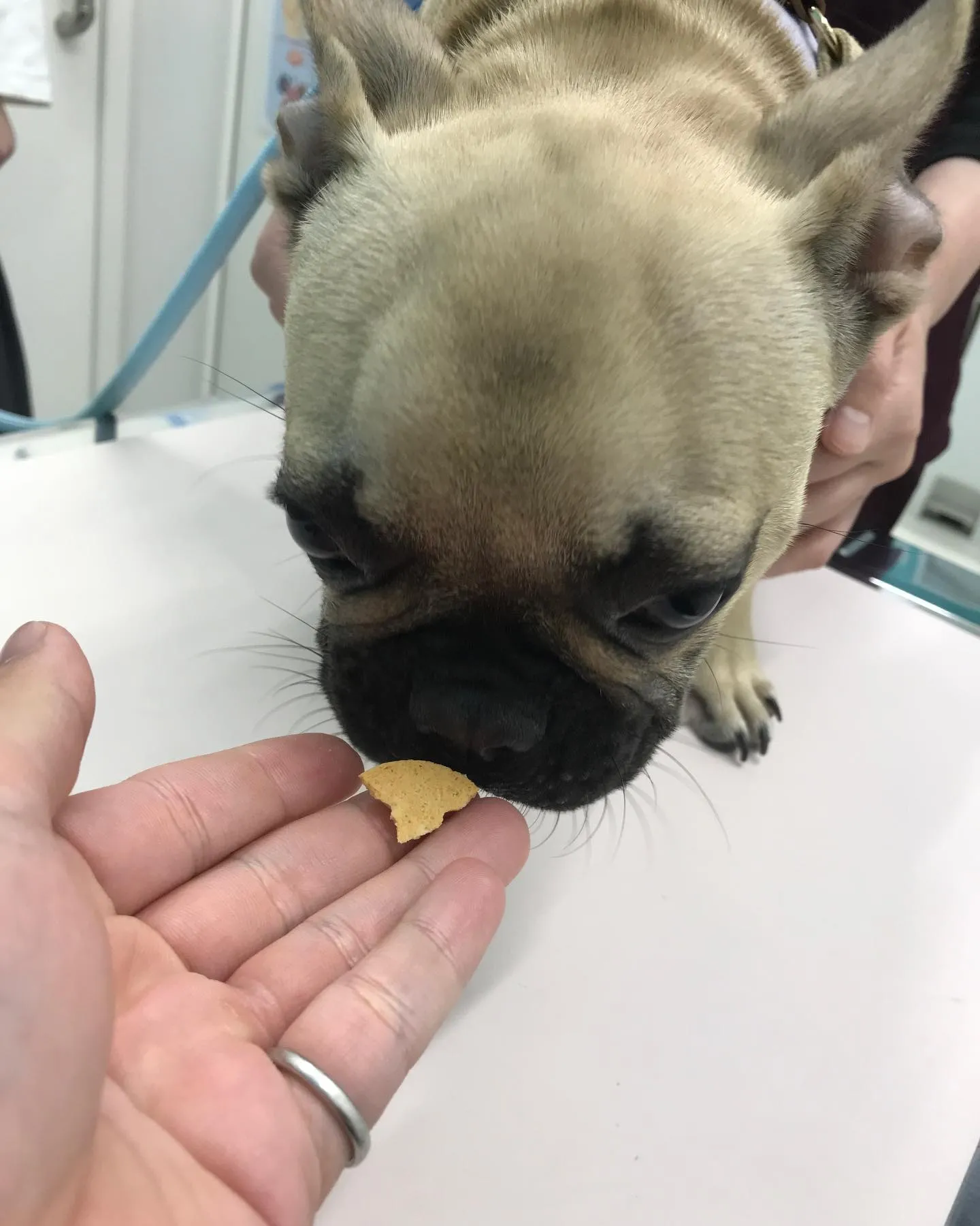 【去勢手術 犬ちゃん】