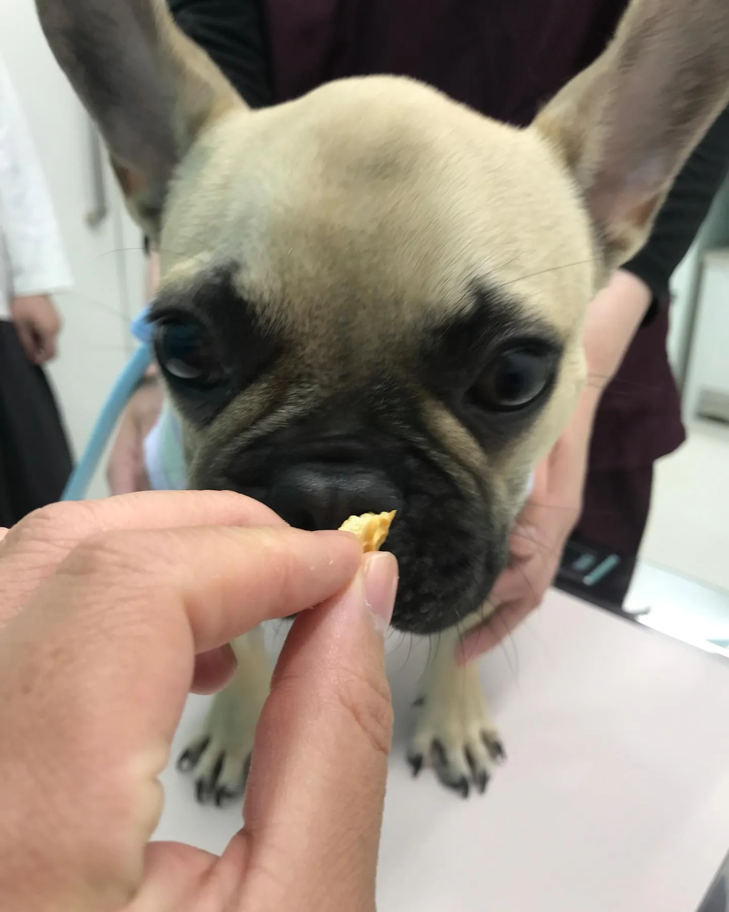 【去勢手術 犬ちゃん】