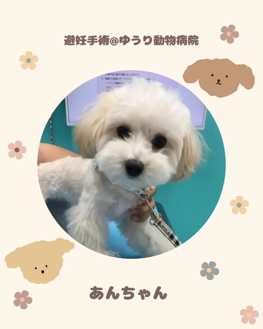 【避妊手術　犬ちゃん】