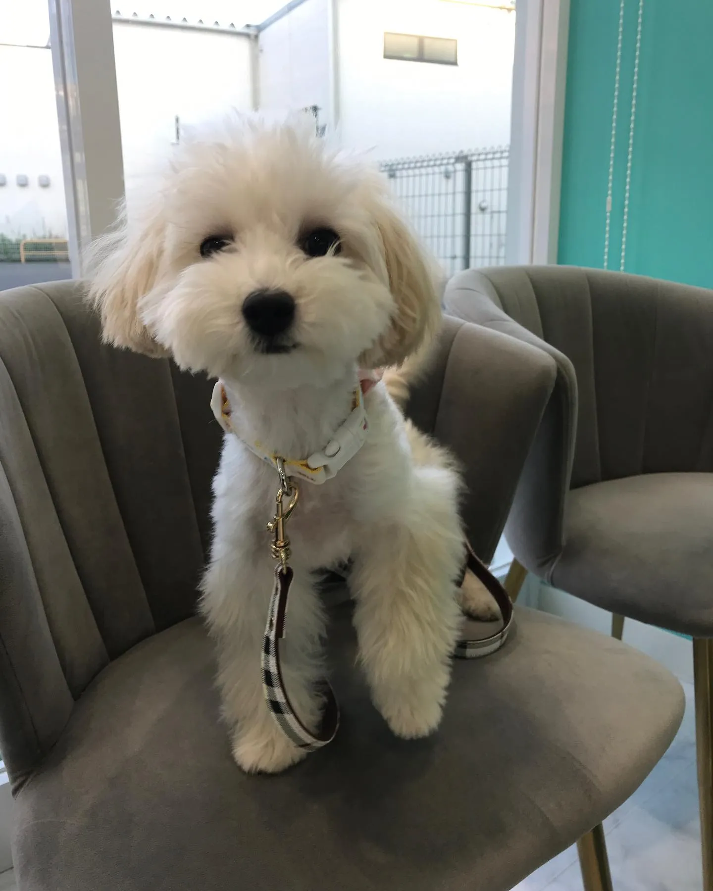 【避妊手術 犬ちゃん】