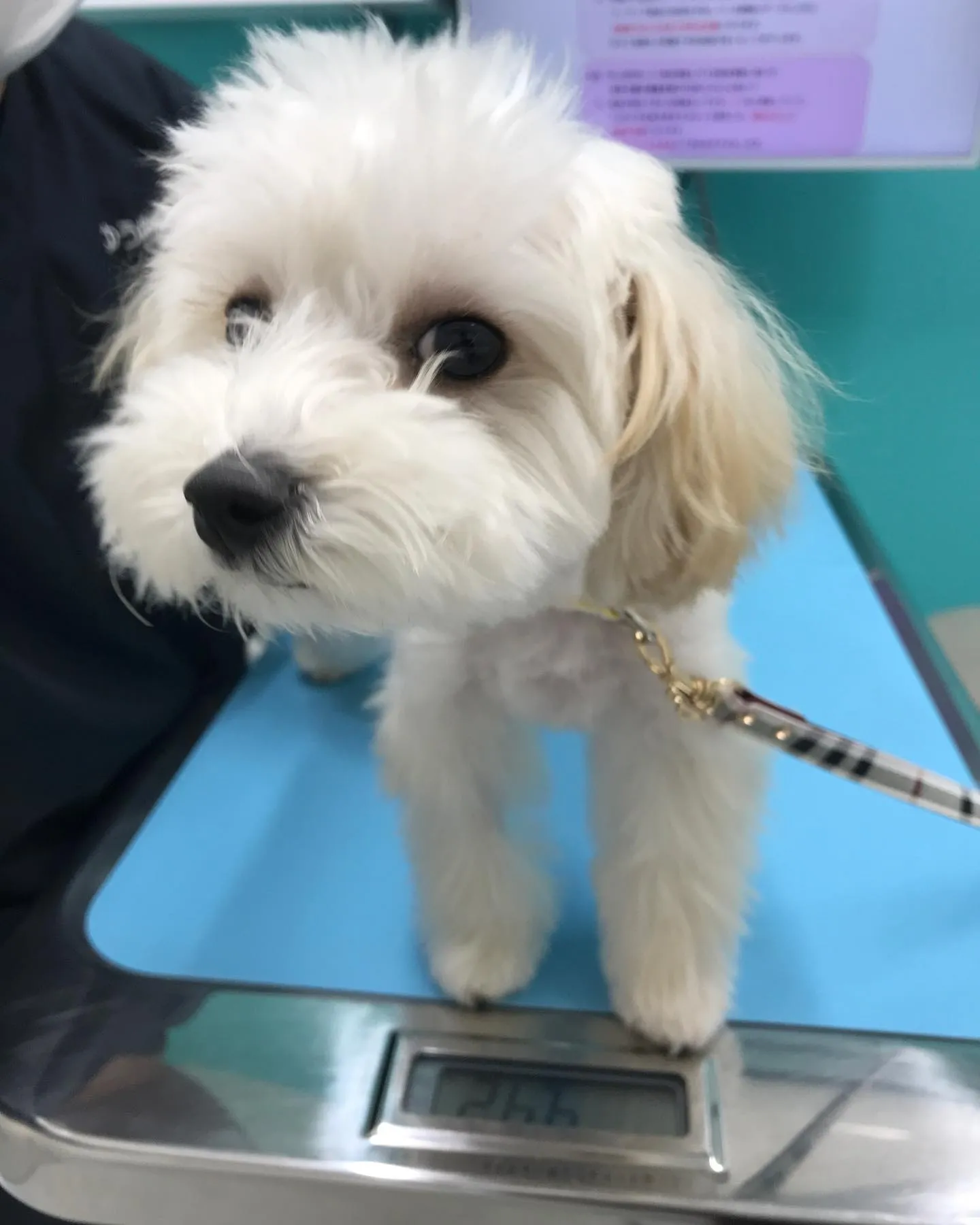 【避妊手術 犬ちゃん】