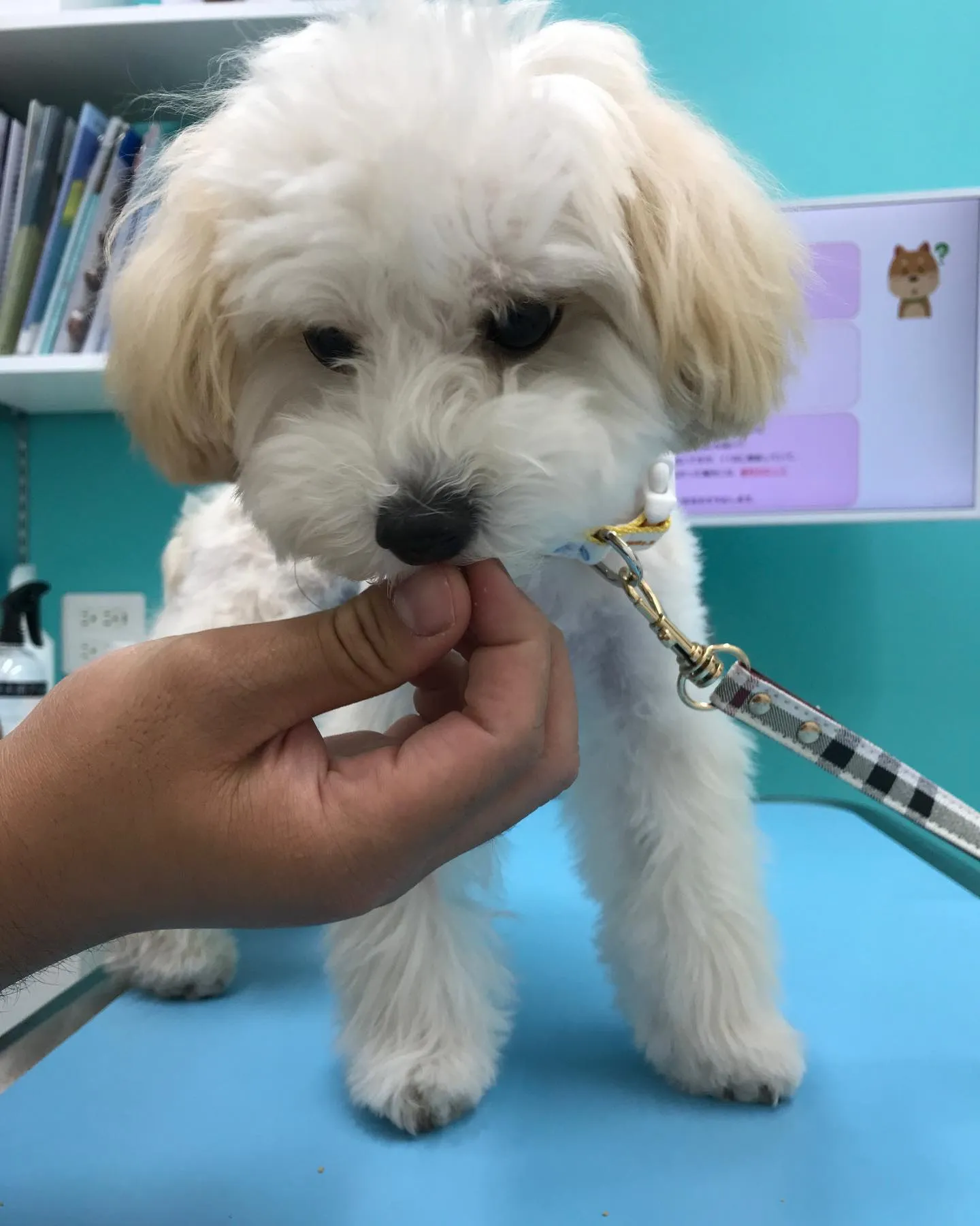 【避妊手術 犬ちゃん】