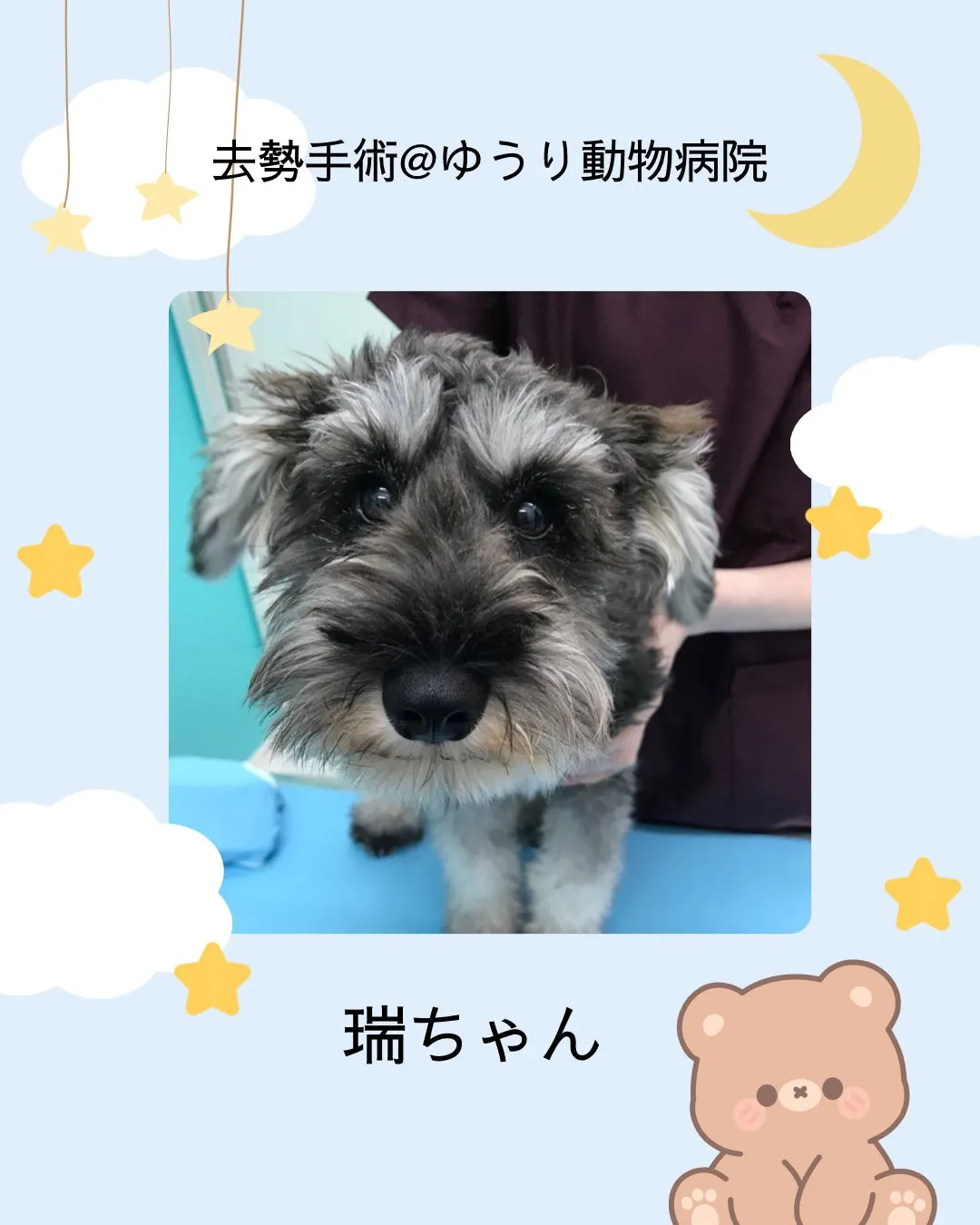 【去勢手術 犬ちゃん】